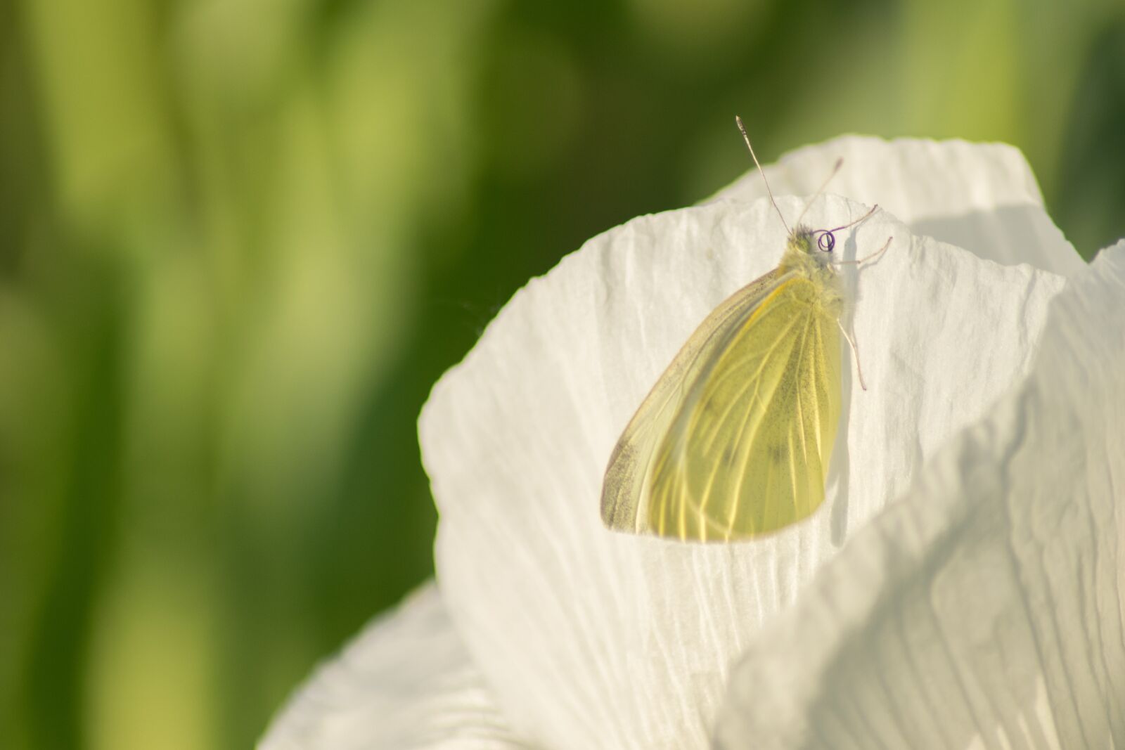 Nikon D3300 sample photo. Butterfly, insect, poppy photography