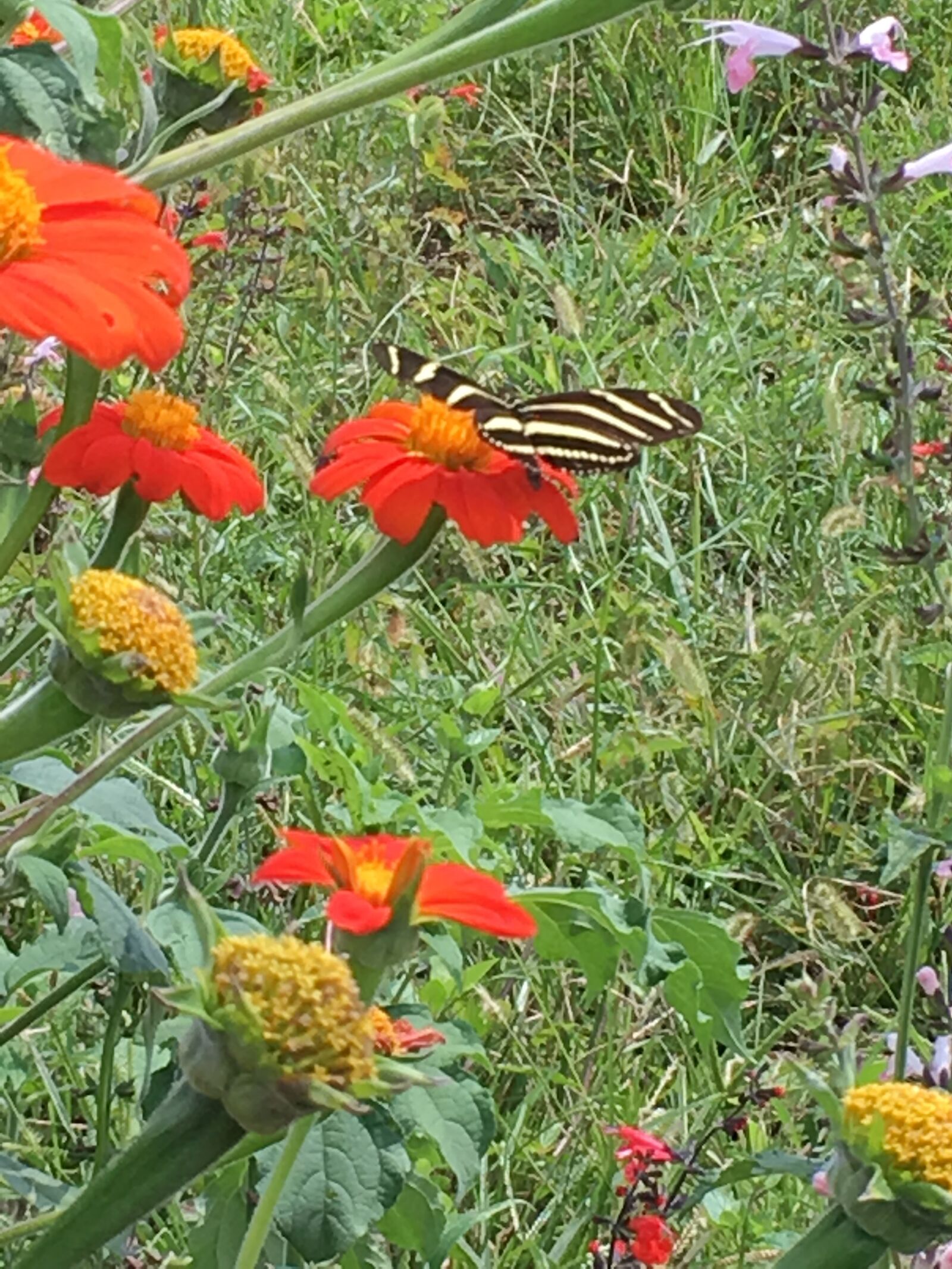 iPhone SE back camera 4.15mm f/2.2 sample photo. Butterfly, flower, nature photography