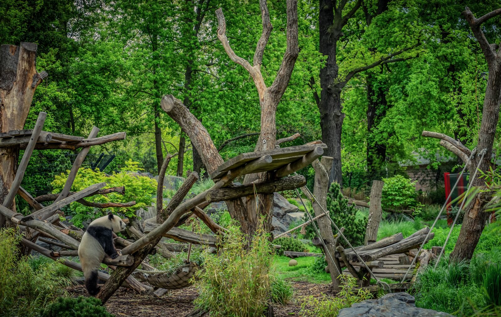 Sony a7 II + Sony FE 28-70mm F3.5-5.6 OSS sample photo. Panda, bear, enclosure photography