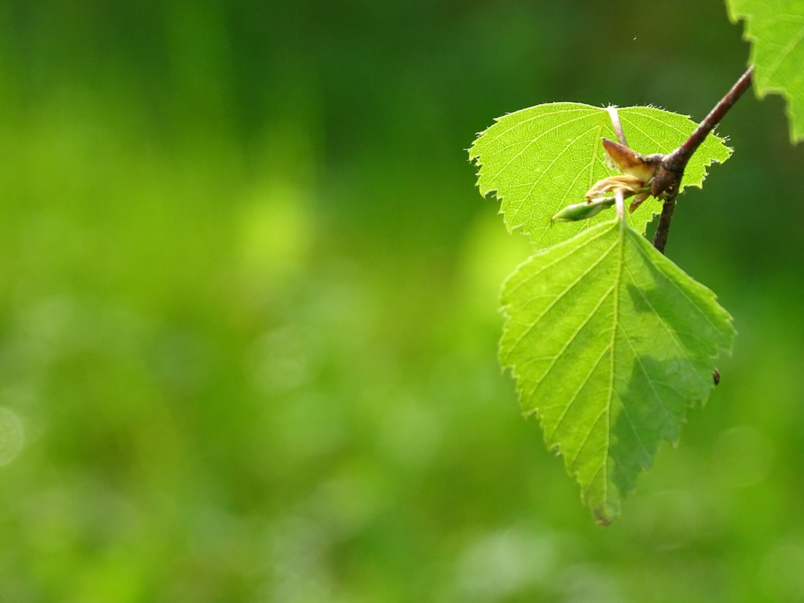 Sony Cyber-shot DSC-HX400V sample photo. Leaf green, foliage, deciduous photography