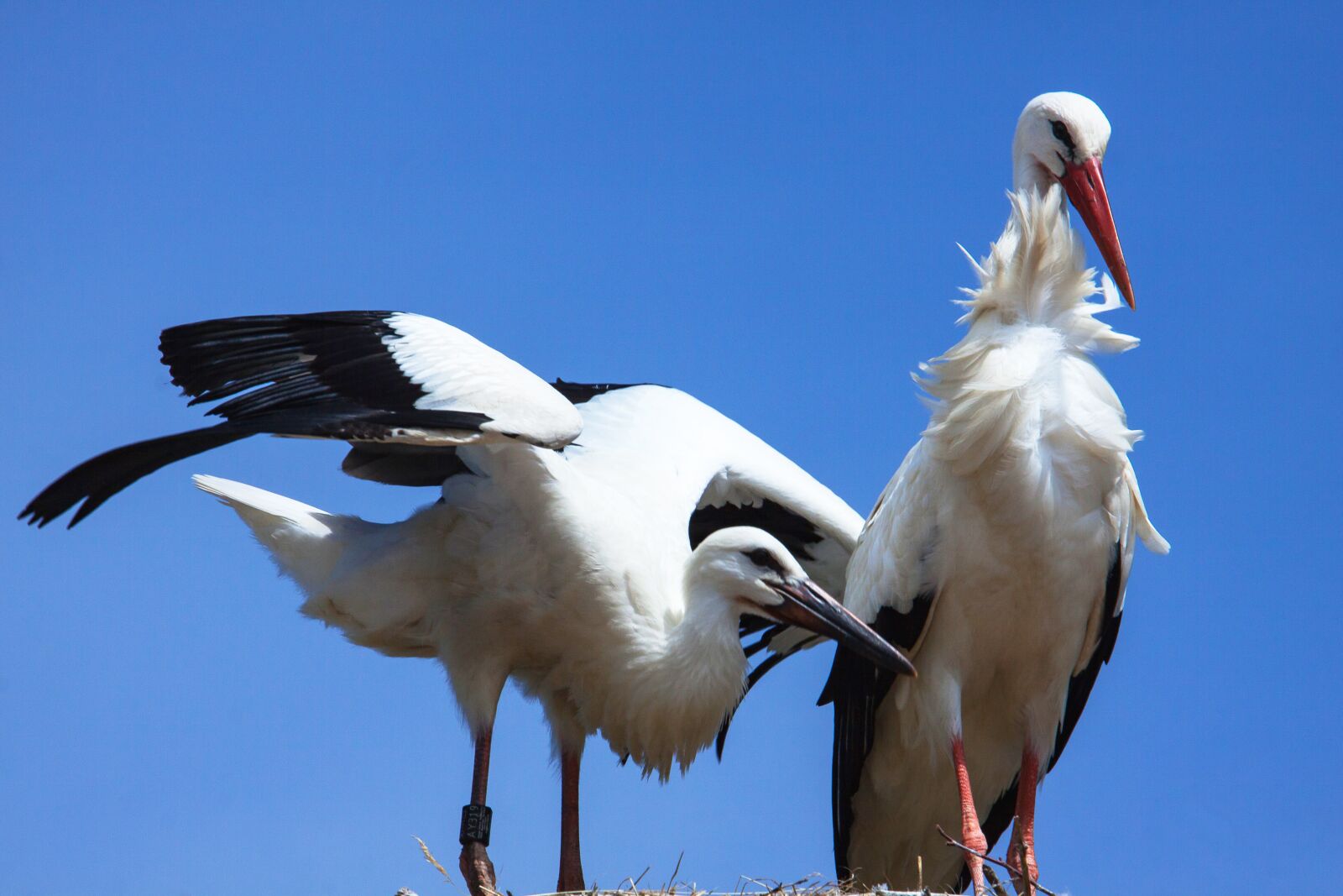 Canon EOS 50D sample photo. Stork, storks, bird photography