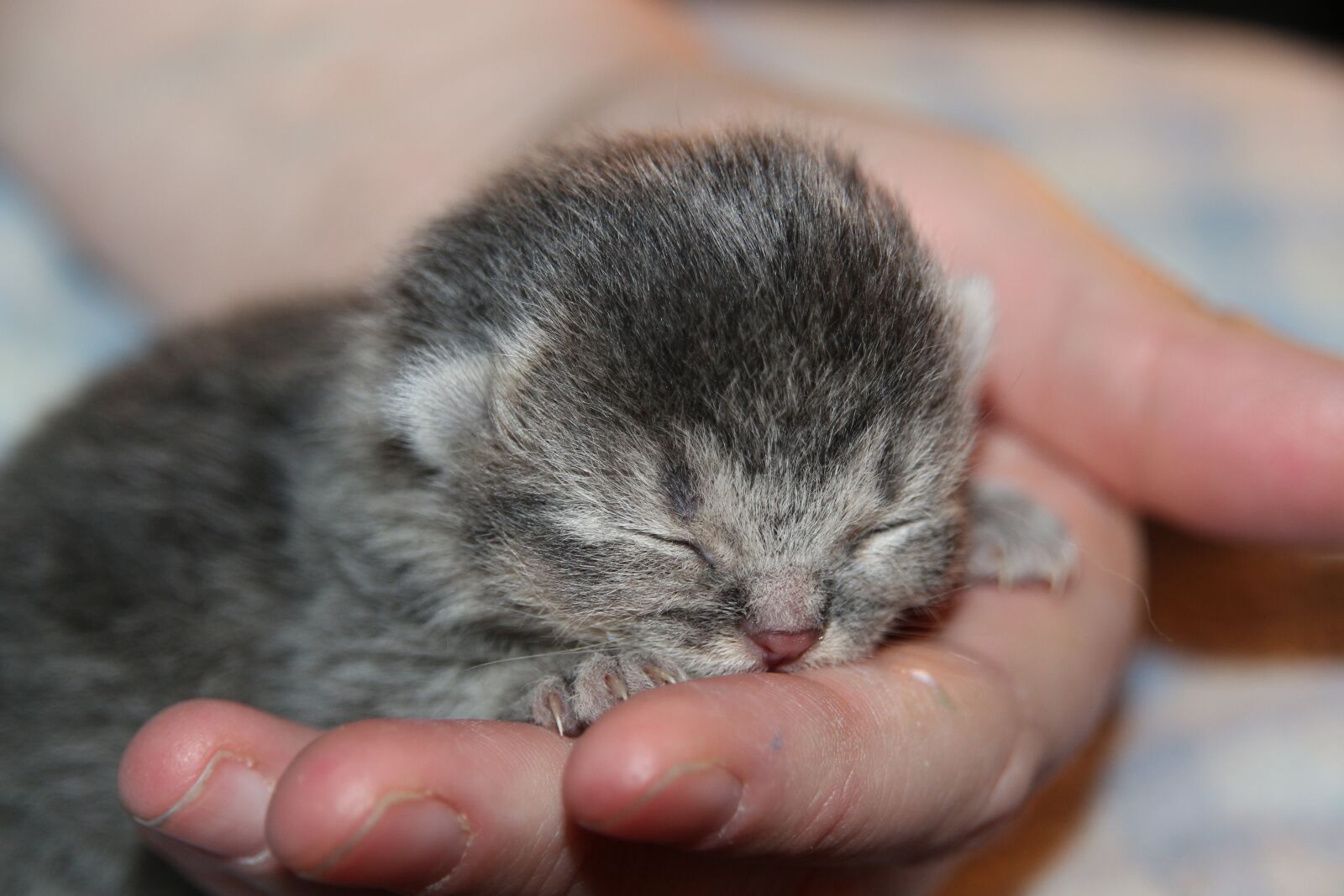 Canon EOS 650D (EOS Rebel T4i / EOS Kiss X6i) sample photo. Cat baby, kitten, sleep photography