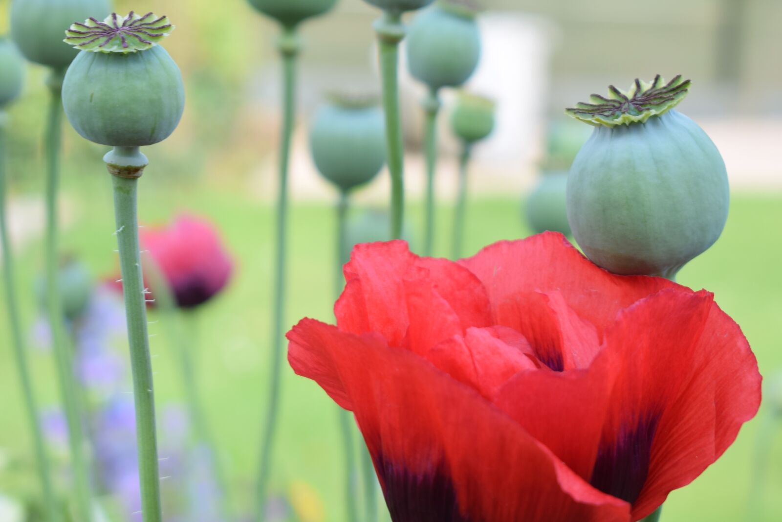 Nikon D3300 sample photo. Poppies, flower, poppy photography