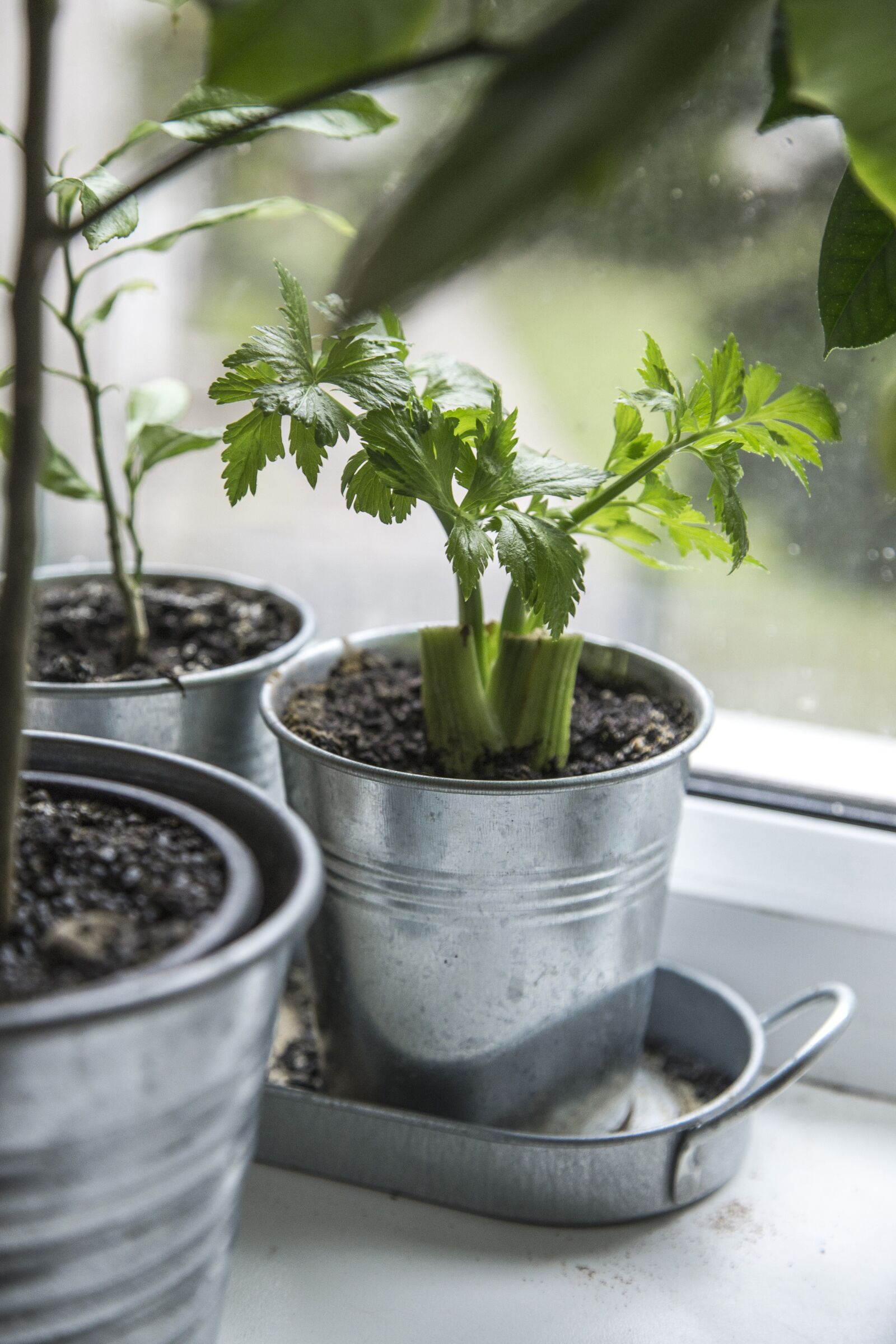 Canon EOS 6D + Canon EF 24-105mm F4L IS USM sample photo. Celery, plant, fresh photography