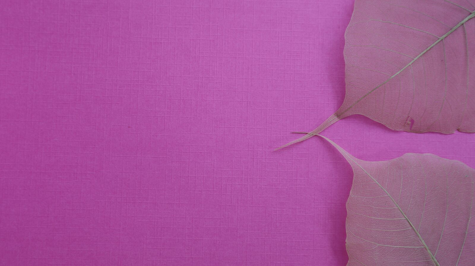 Canon EOS M100 sample photo. Leaves, background, color photography