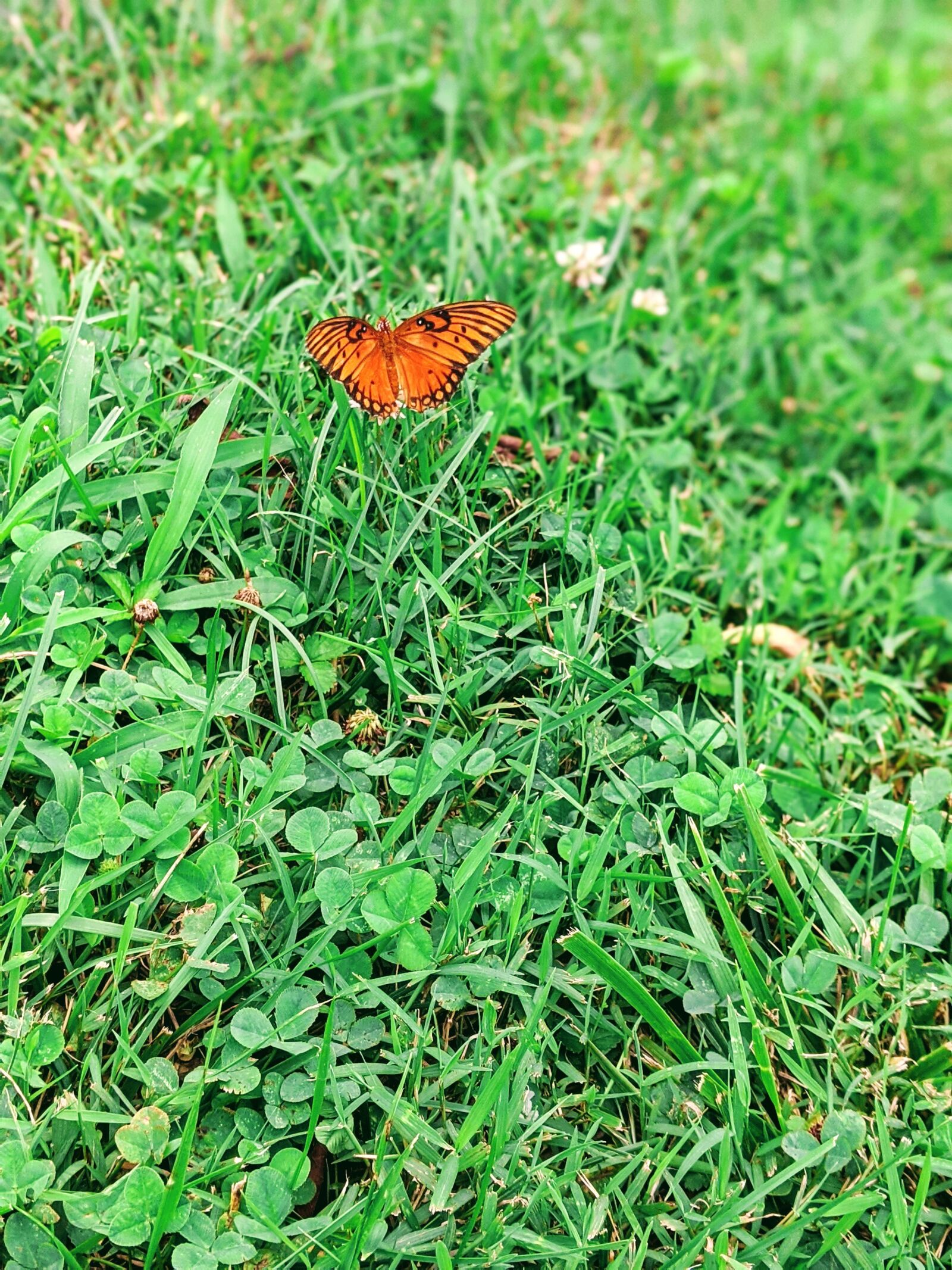 Google Pixel 3a XL sample photo. Butterfly, green, nature photography
