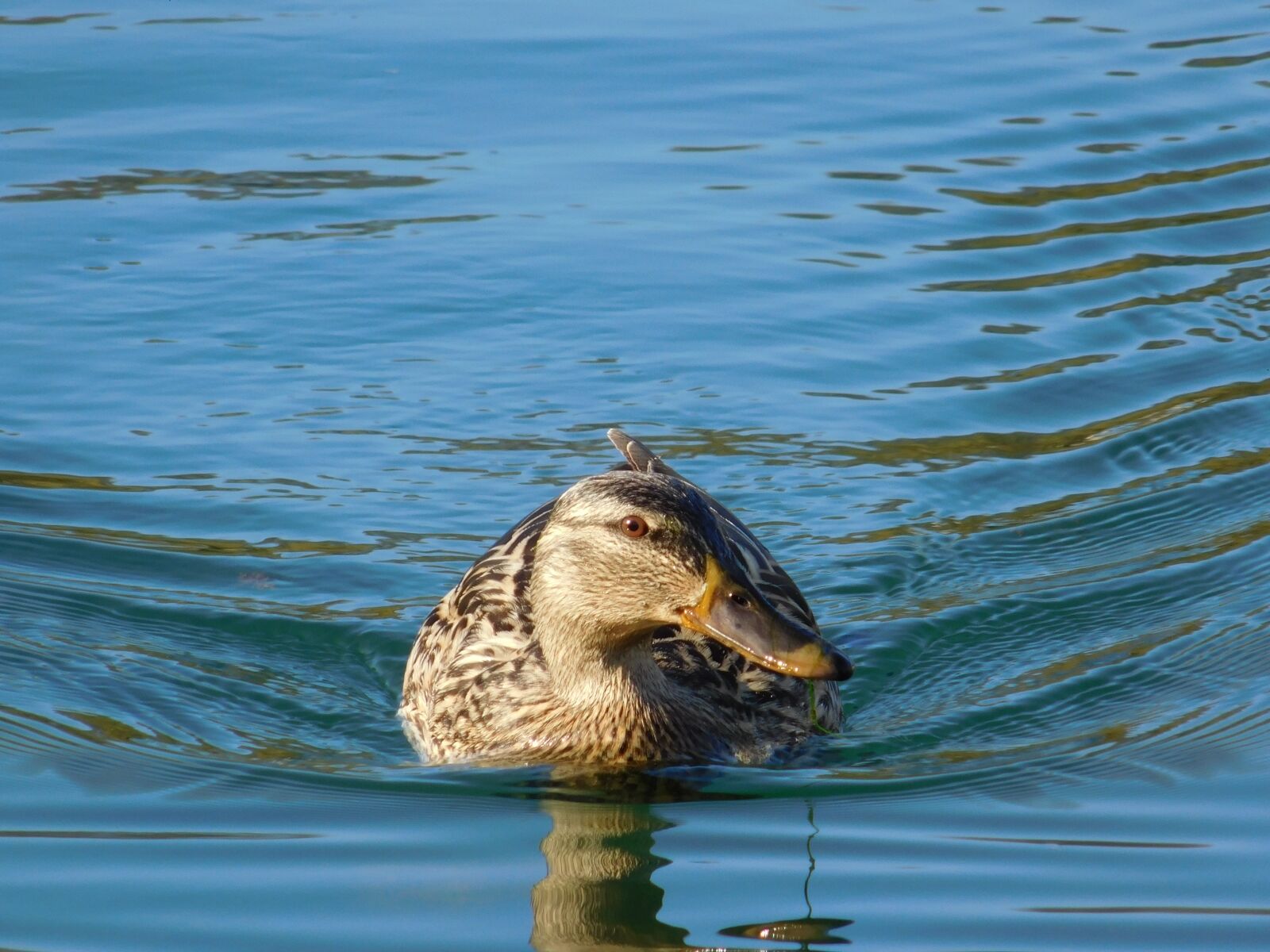 Nikon Coolpix L840 sample photo. Duck, sea, water photography