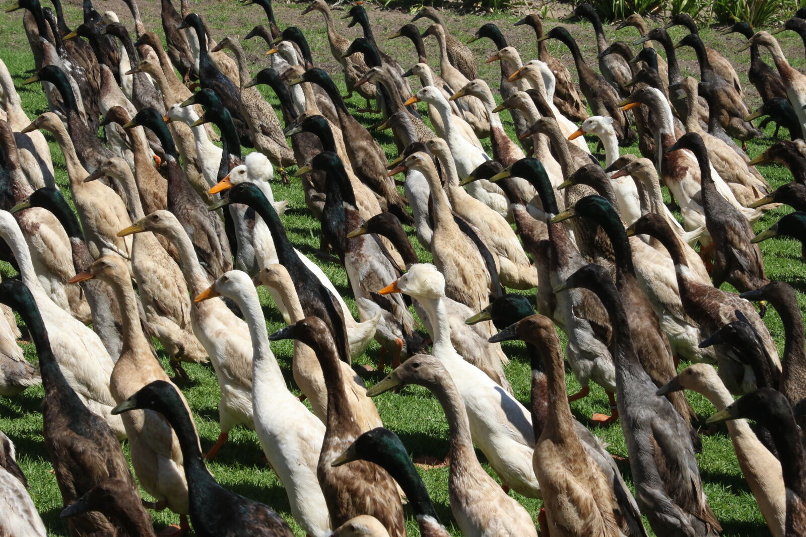 Canon EOS 7D Mark II sample photo. Animals, beaks, brown, ducks photography