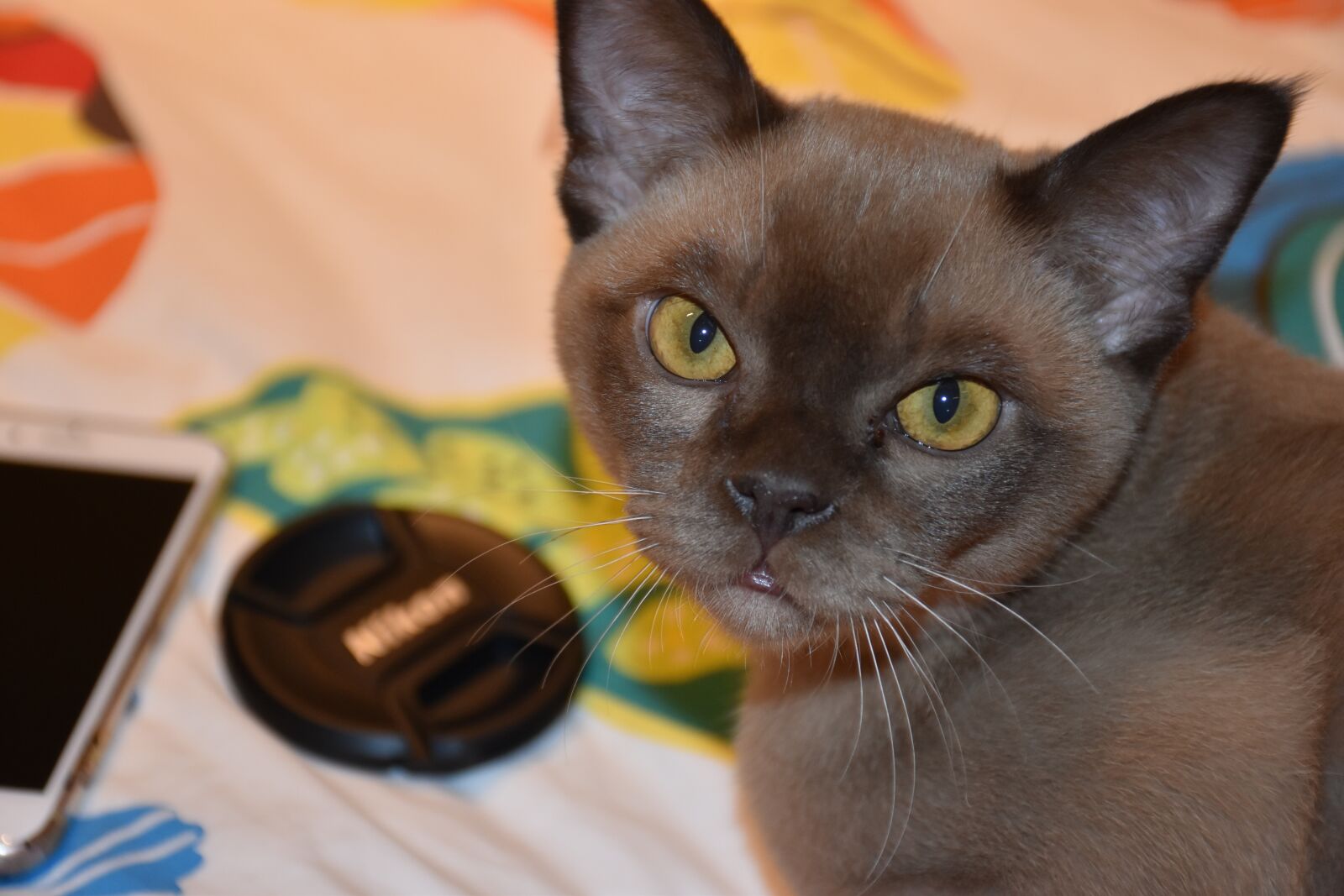 Nikon D5600 sample photo. Burmese, cat, chocolate photography