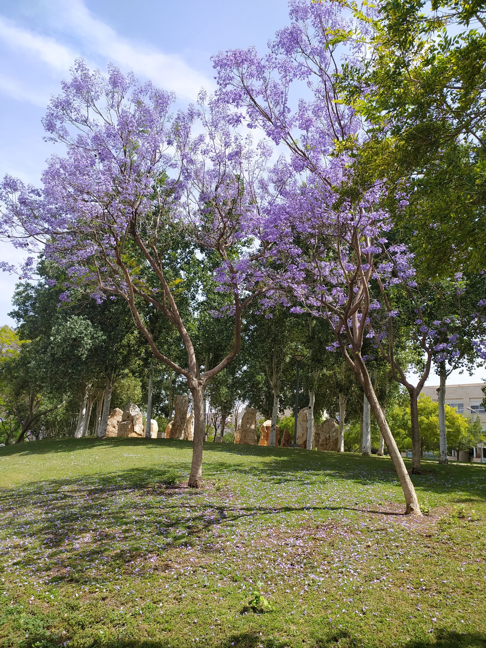 Xiaomi Redmi Note 8 sample photo. Tree, nature, trees photography