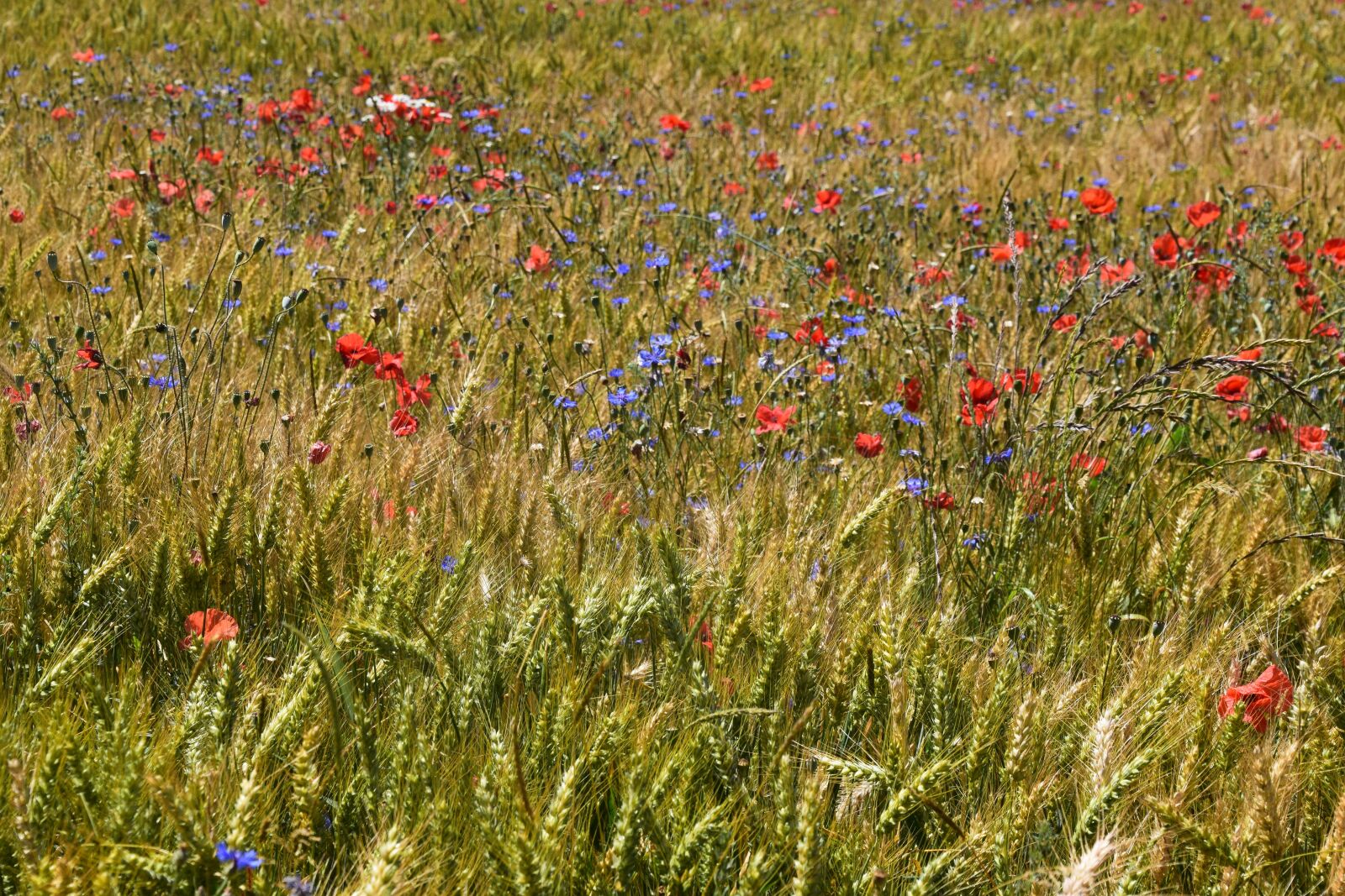 Nikon D5300 sample photo. Field, flowers, poppies photography