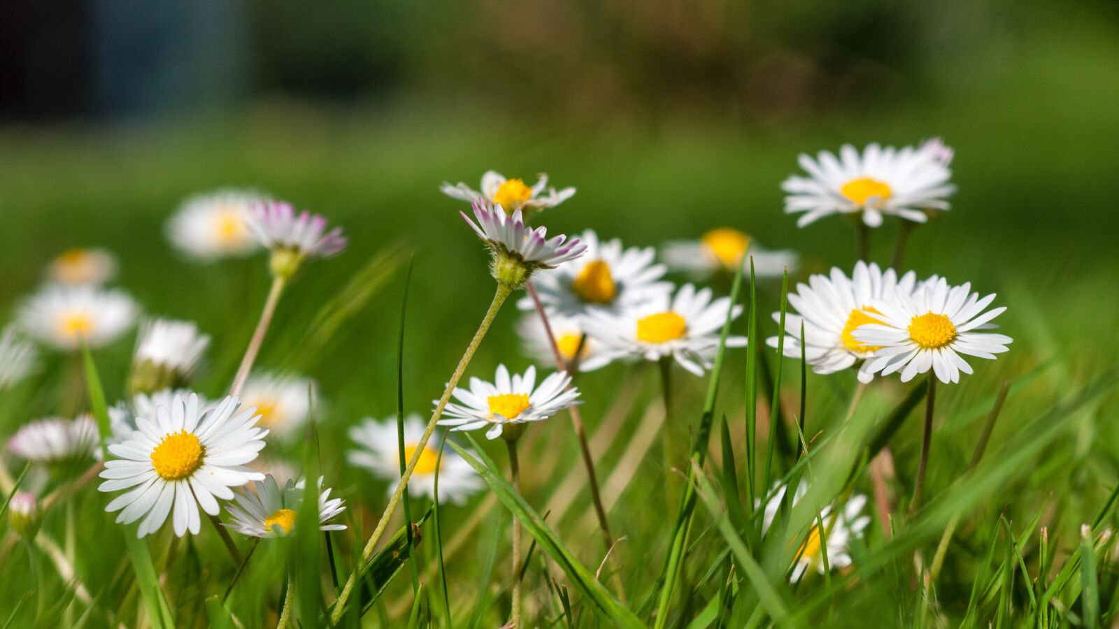 Nikon D300S sample photo. Daisy, garden, green photography