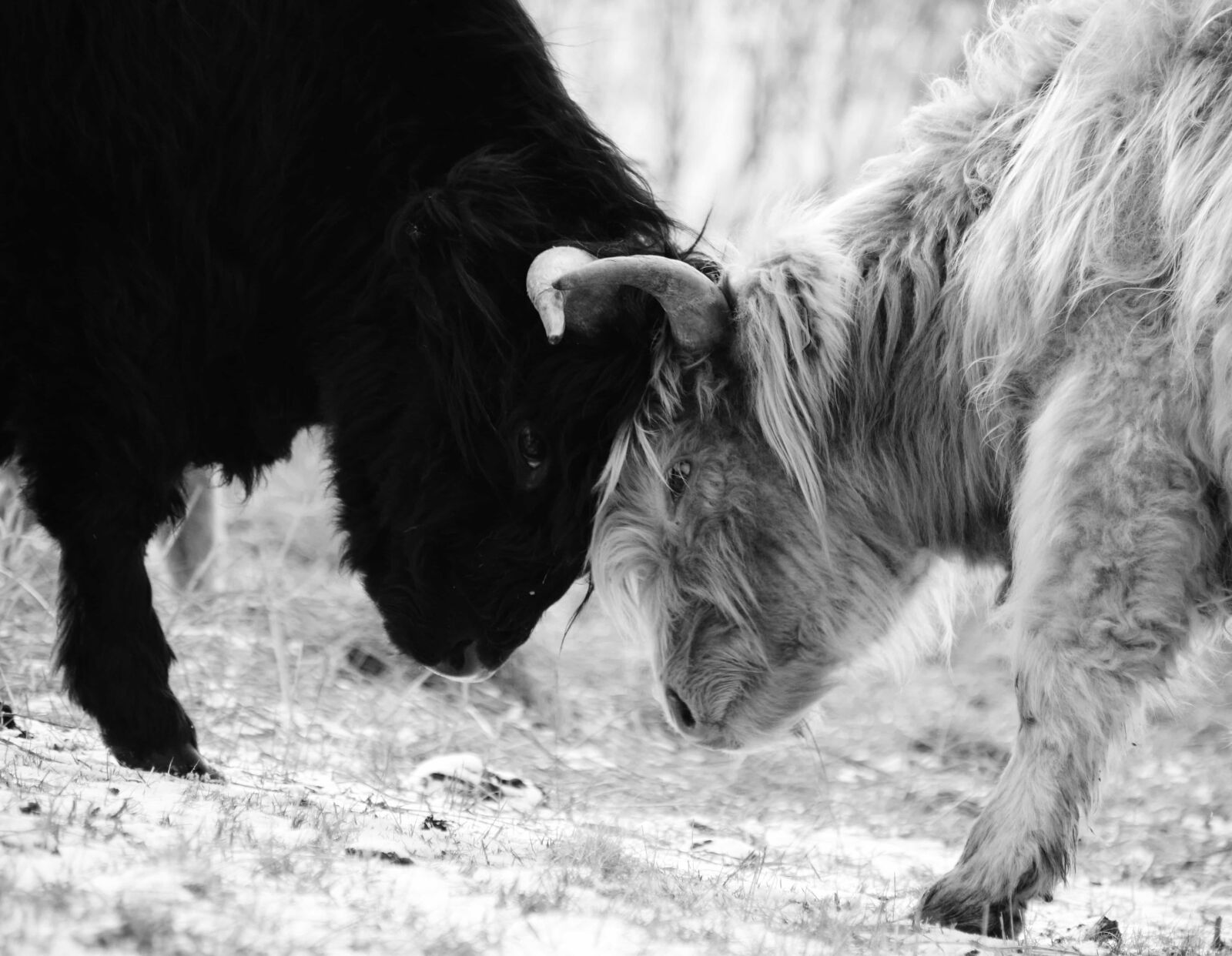 Nikon D3300 sample photo. Nature, fur, cattle, grass photography