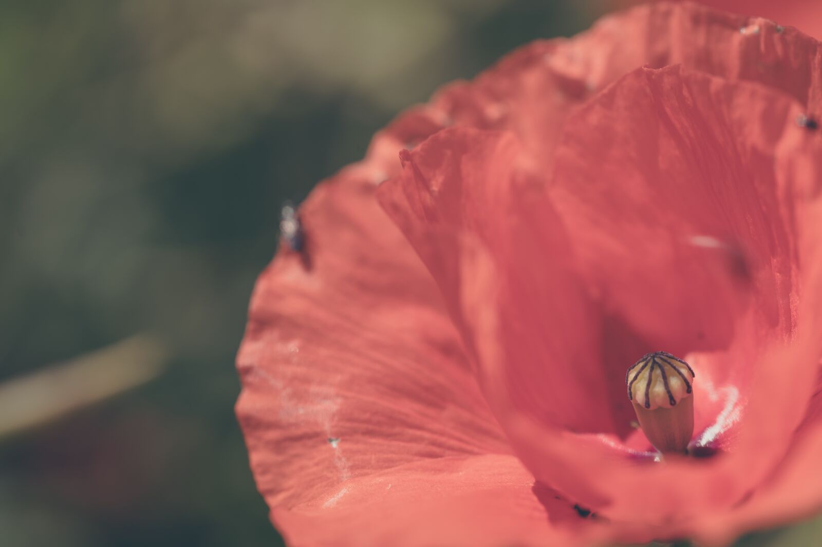 Nikon Z6 sample photo. Macro, poppy, nature photography