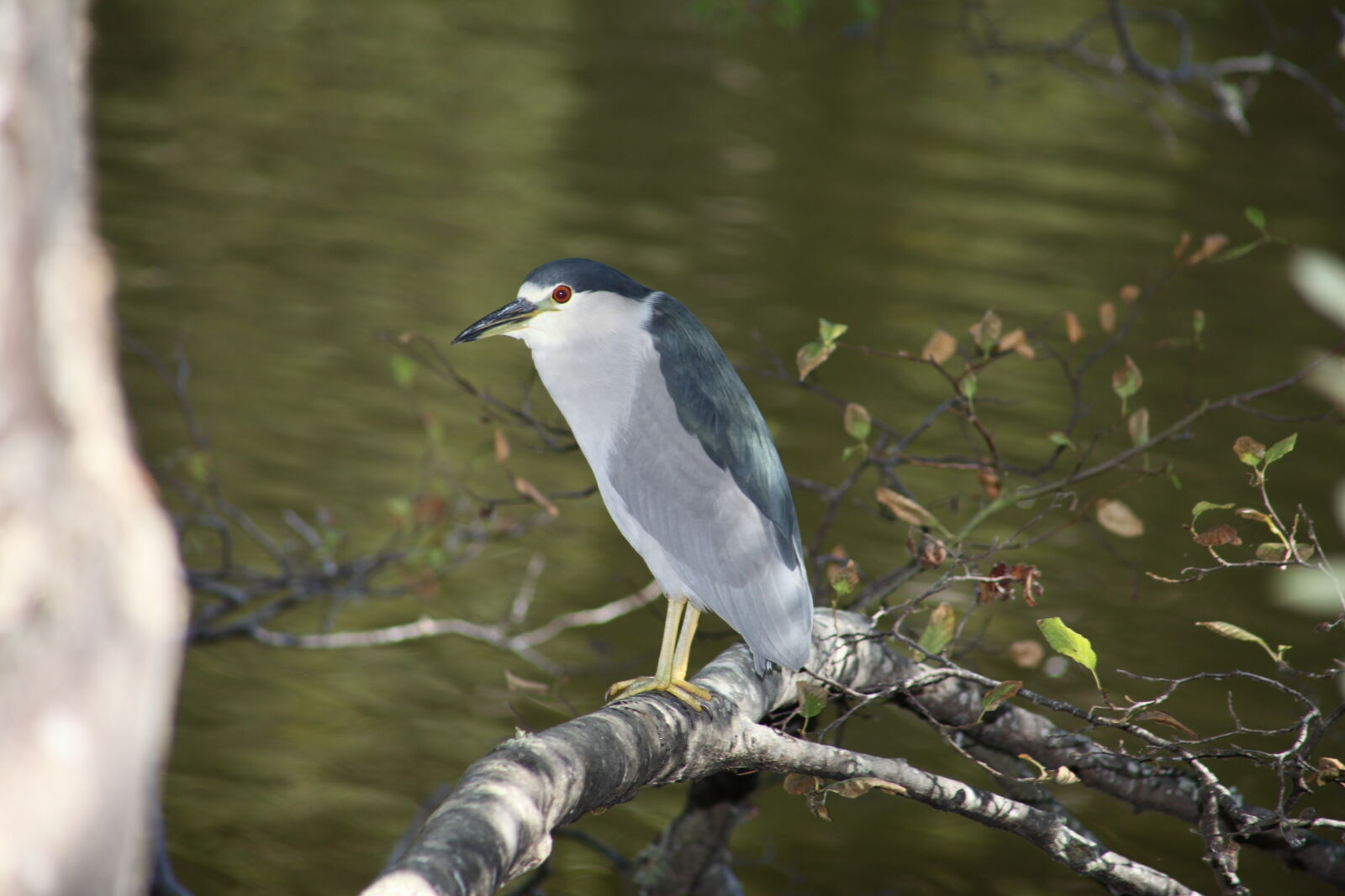 Canon EF 75-300mm f/4-5.6 sample photo. Bird, lake photography
