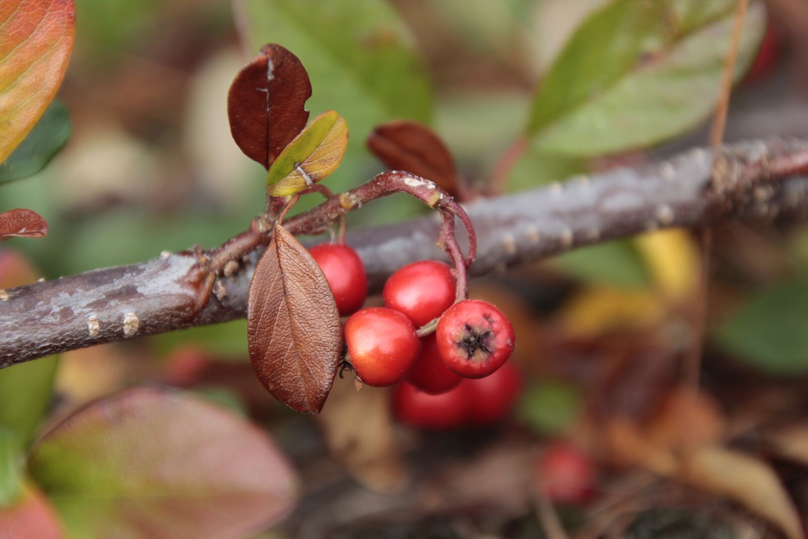 Canon EOS 700D (EOS Rebel T5i / EOS Kiss X7i) sample photo. Berries, nature, red photography
