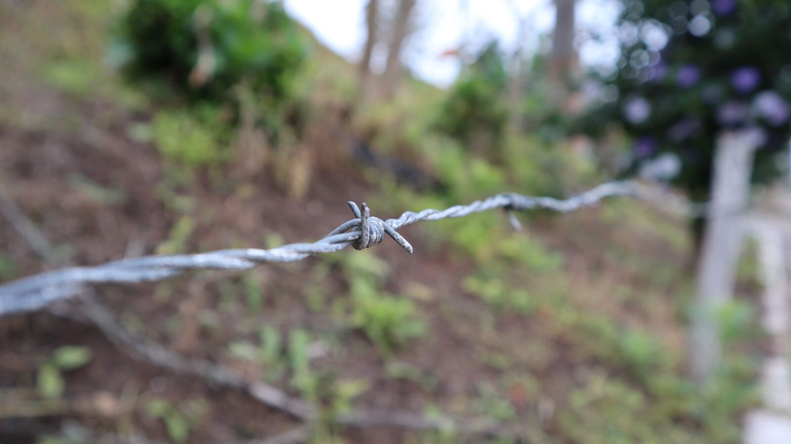 Canon EF-M 15-45mm F3.5-6.3 IS STM sample photo. Wire, macro, zoom photography