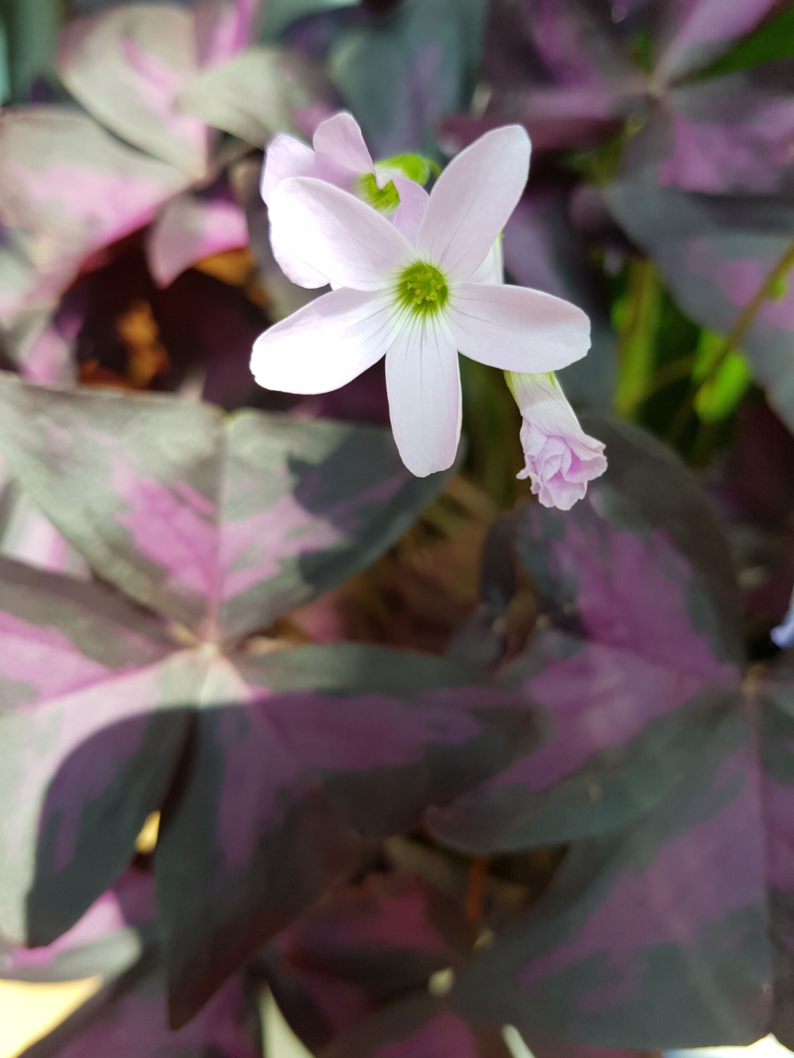 Samsung Galaxy S7 sample photo. Flowers, nature, plants photography