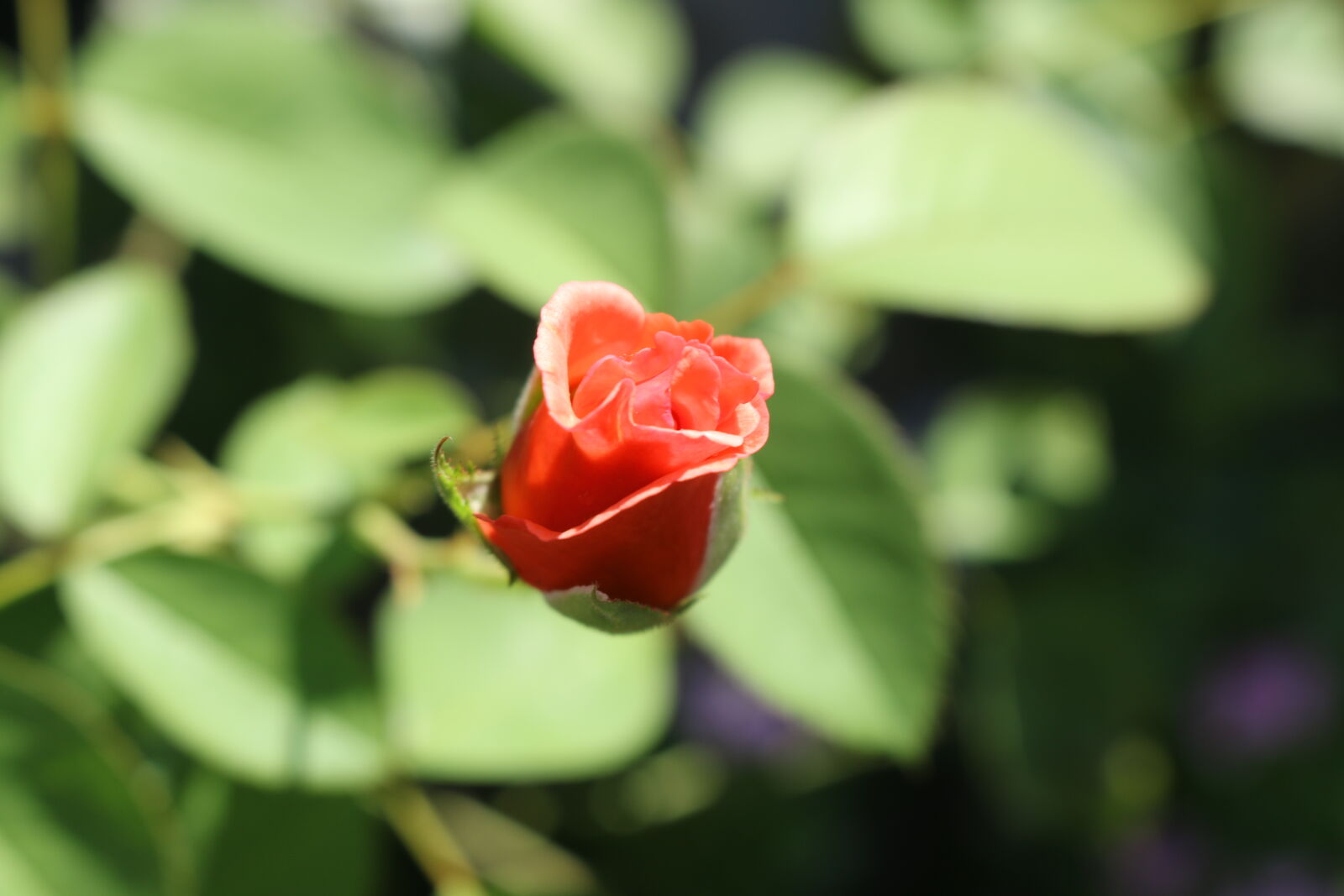 Canon EOS 70D sample photo. Rose photography