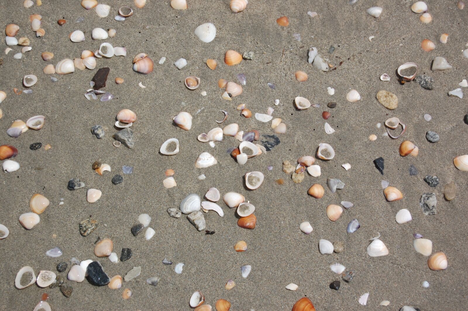 Nikon D40 sample photo. Beach, shells, sand photography
