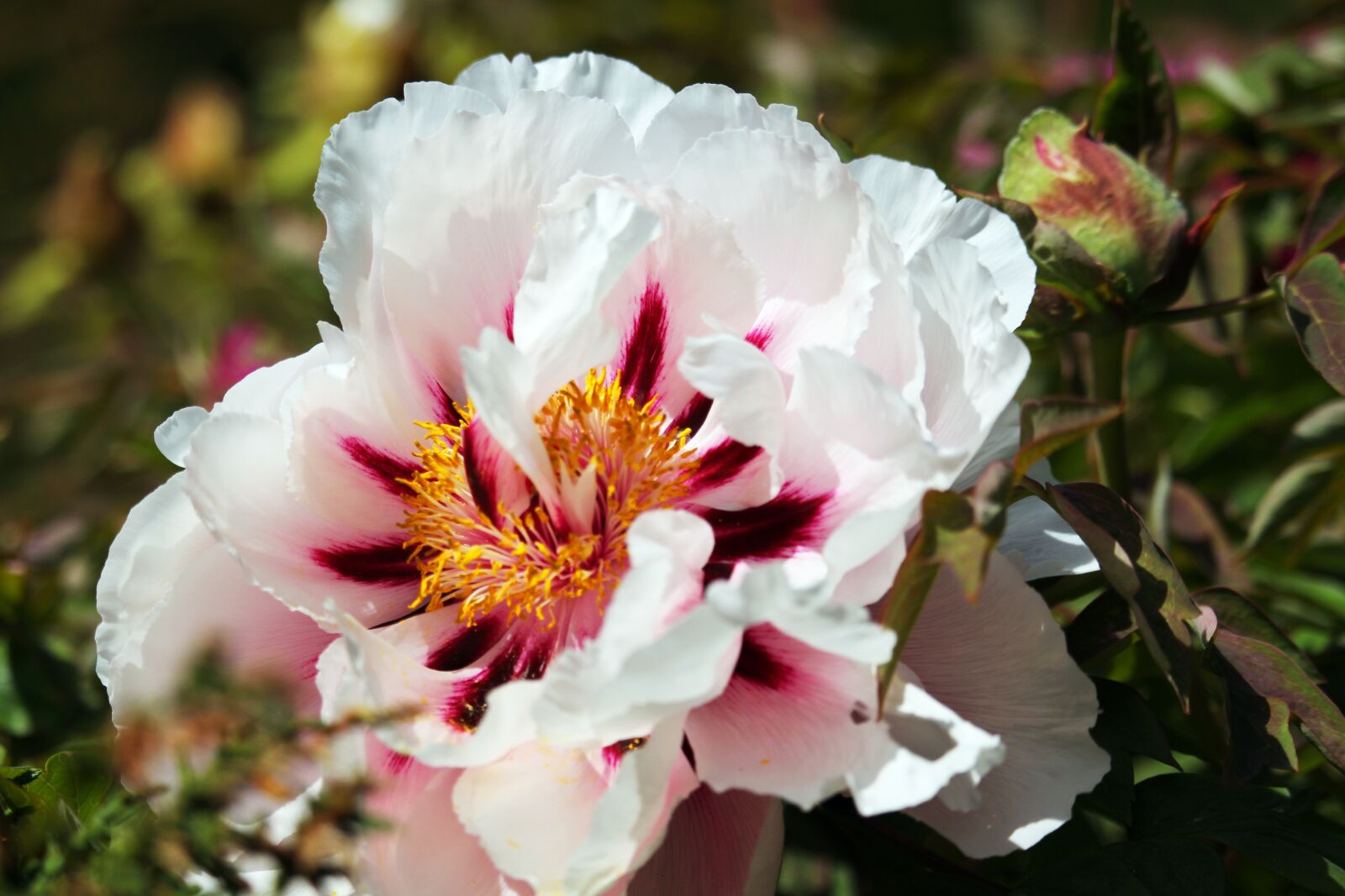 Canon EF-S 55-250mm F4-5.6 IS STM sample photo. Arboretum, peony, shrubby peony photography