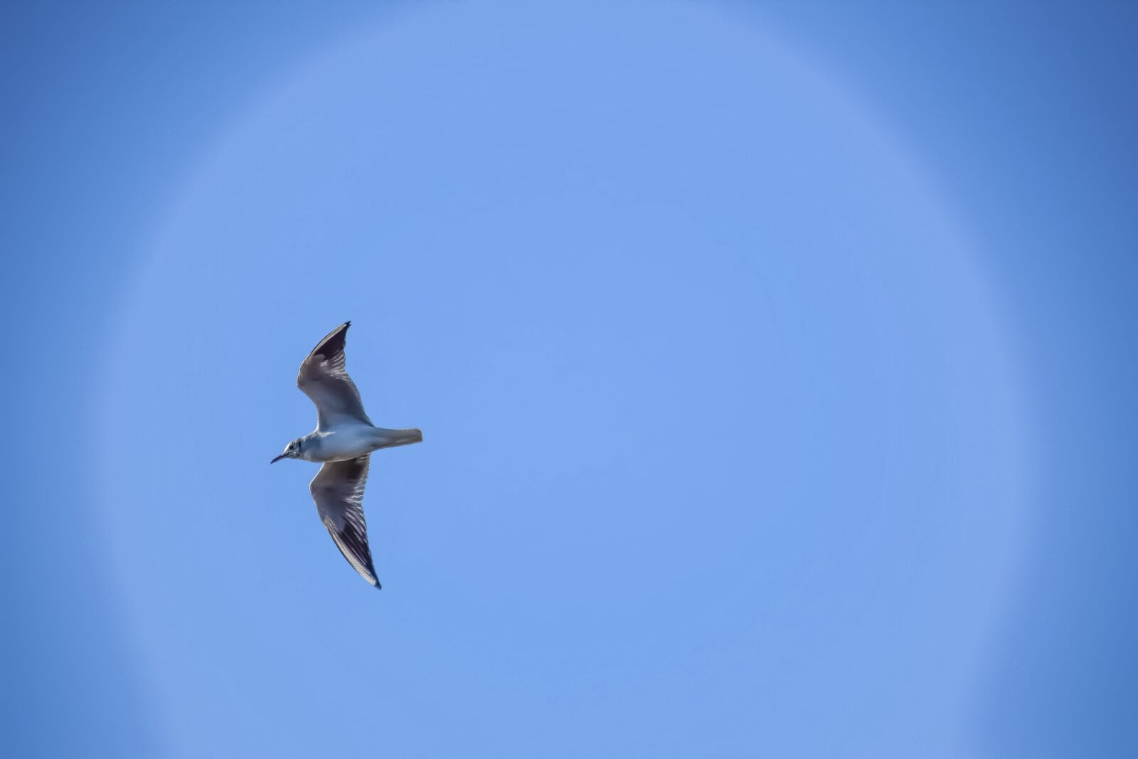 Nikon D3300 sample photo. Sea gull, sky, flight photography