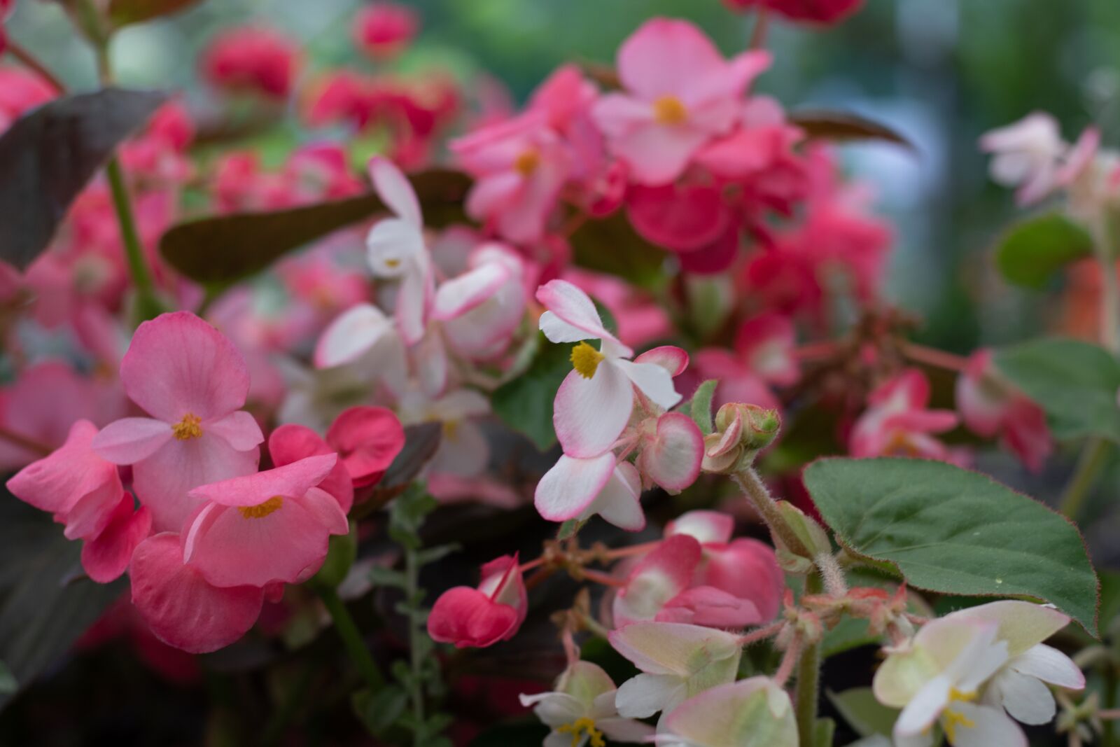 Canon EOS 7D Mark II + Canon EF 50mm F1.8 STM sample photo. Begonia, rose, white photography