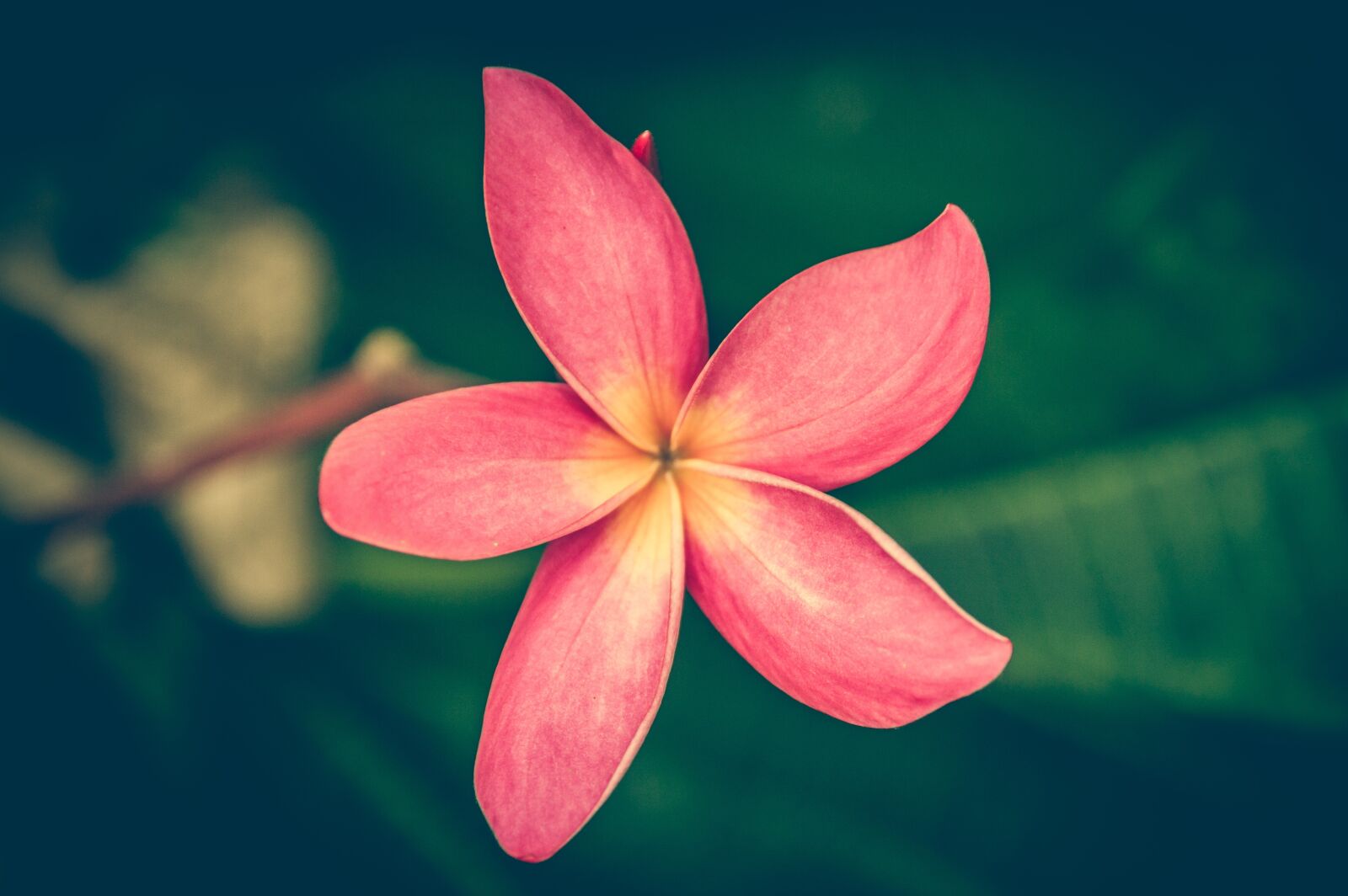 Nikon D3200 sample photo. Plumeria, vintage, frangipani photography