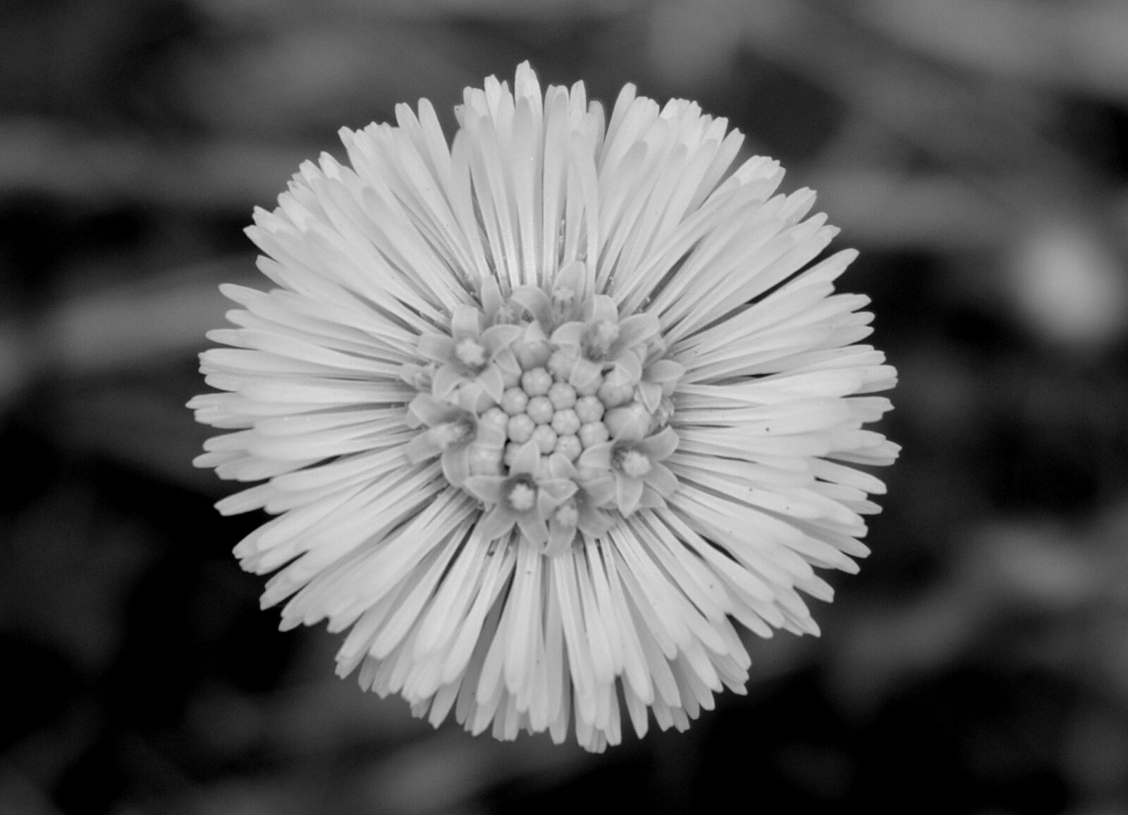 Pentax K-m (K2000) sample photo. Black, and, white, flower photography
