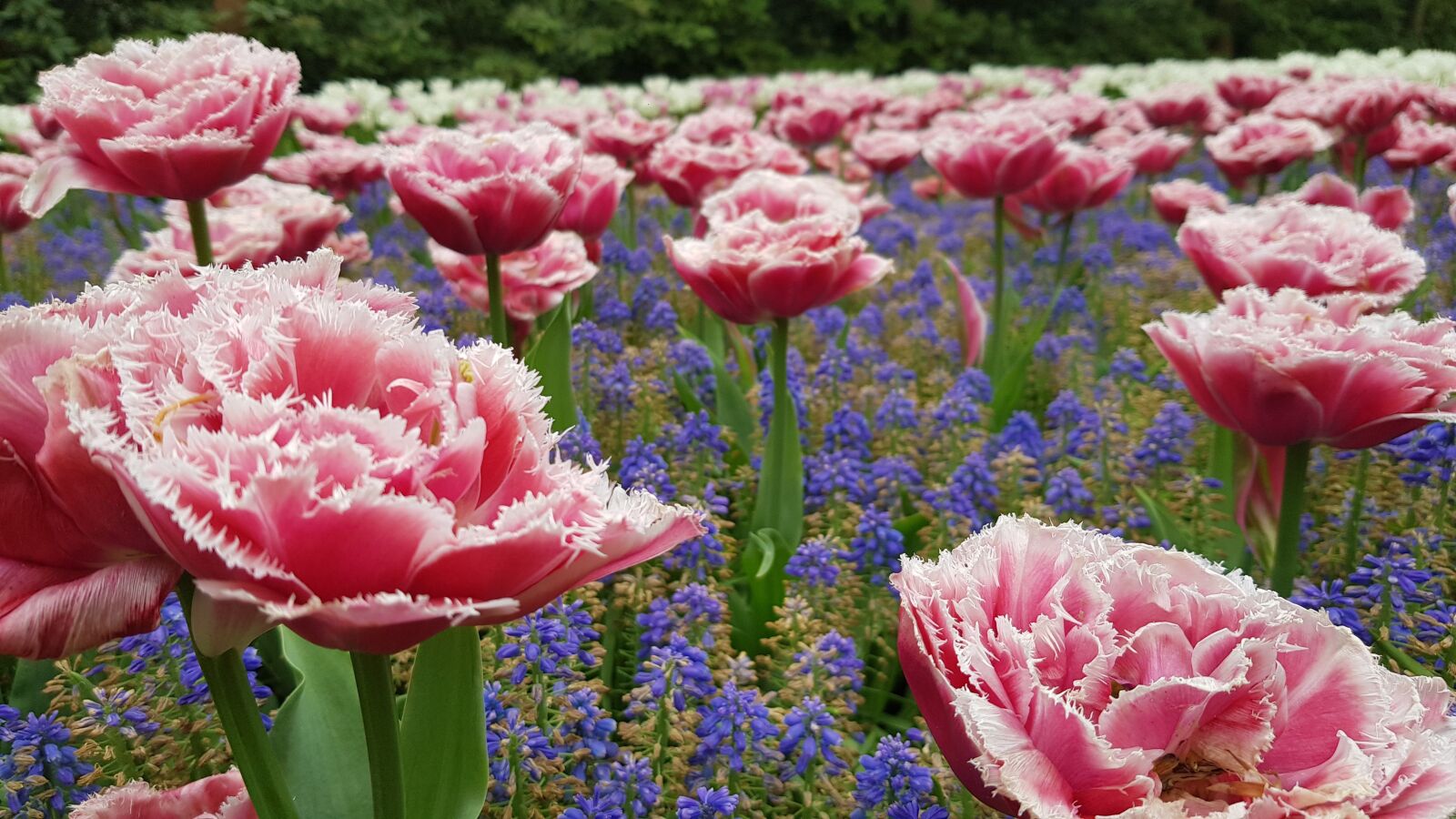 Samsung Galaxy S8 sample photo. Flower, flowers, blossom photography