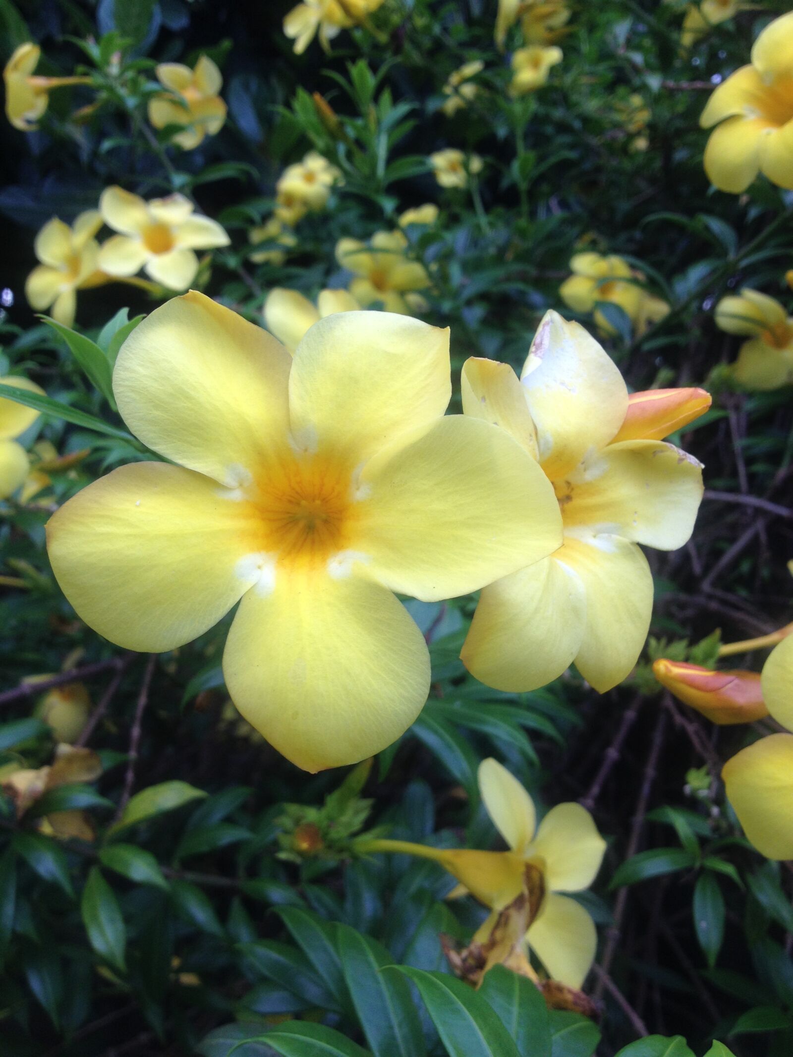 iPhone 4S back camera 4.28mm f/2.4 sample photo. Bed, of, flowers, floral photography