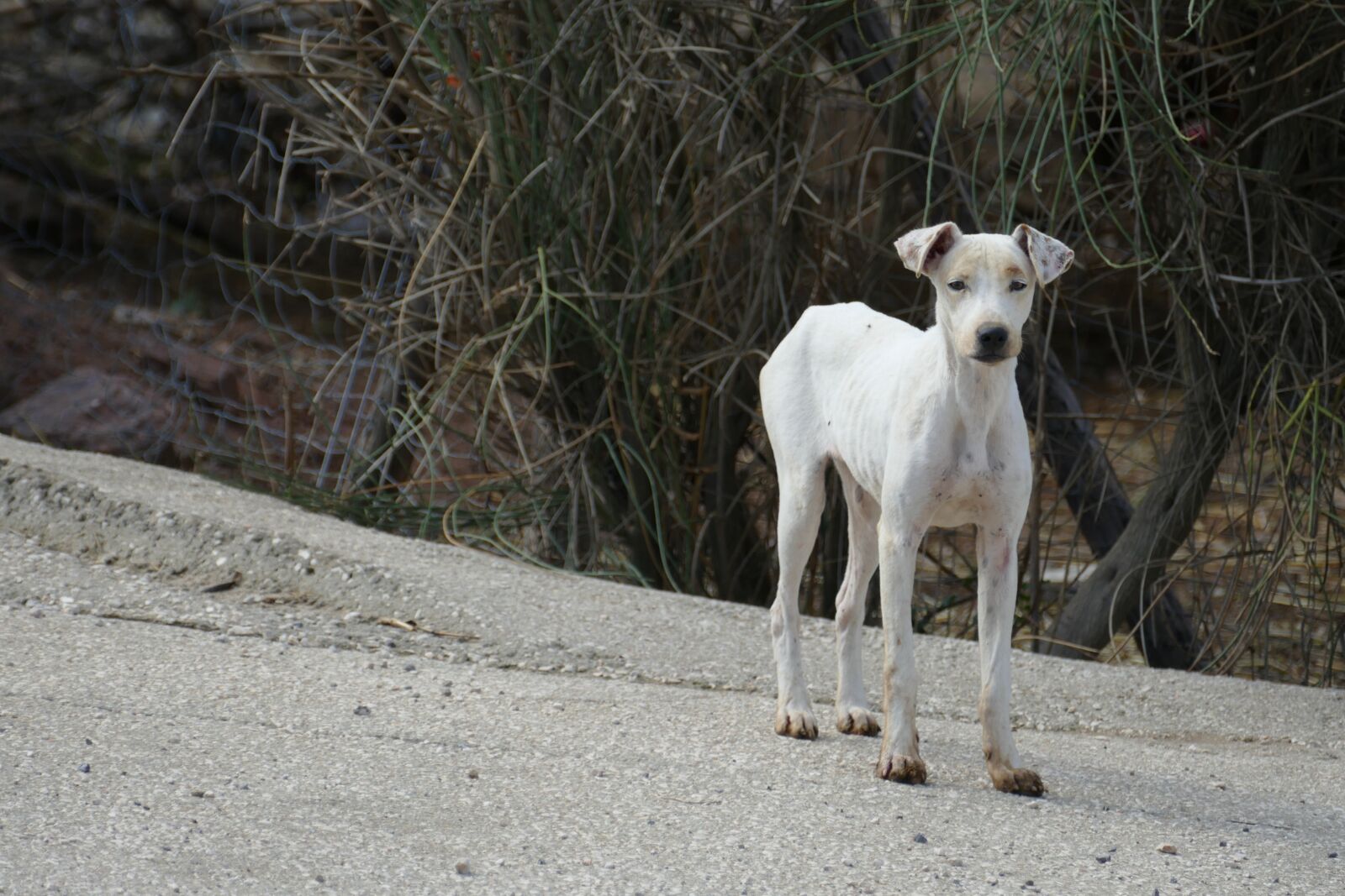 Panasonic Lumix DMC-FZ1000 sample photo. Dog, pet, mammal photography