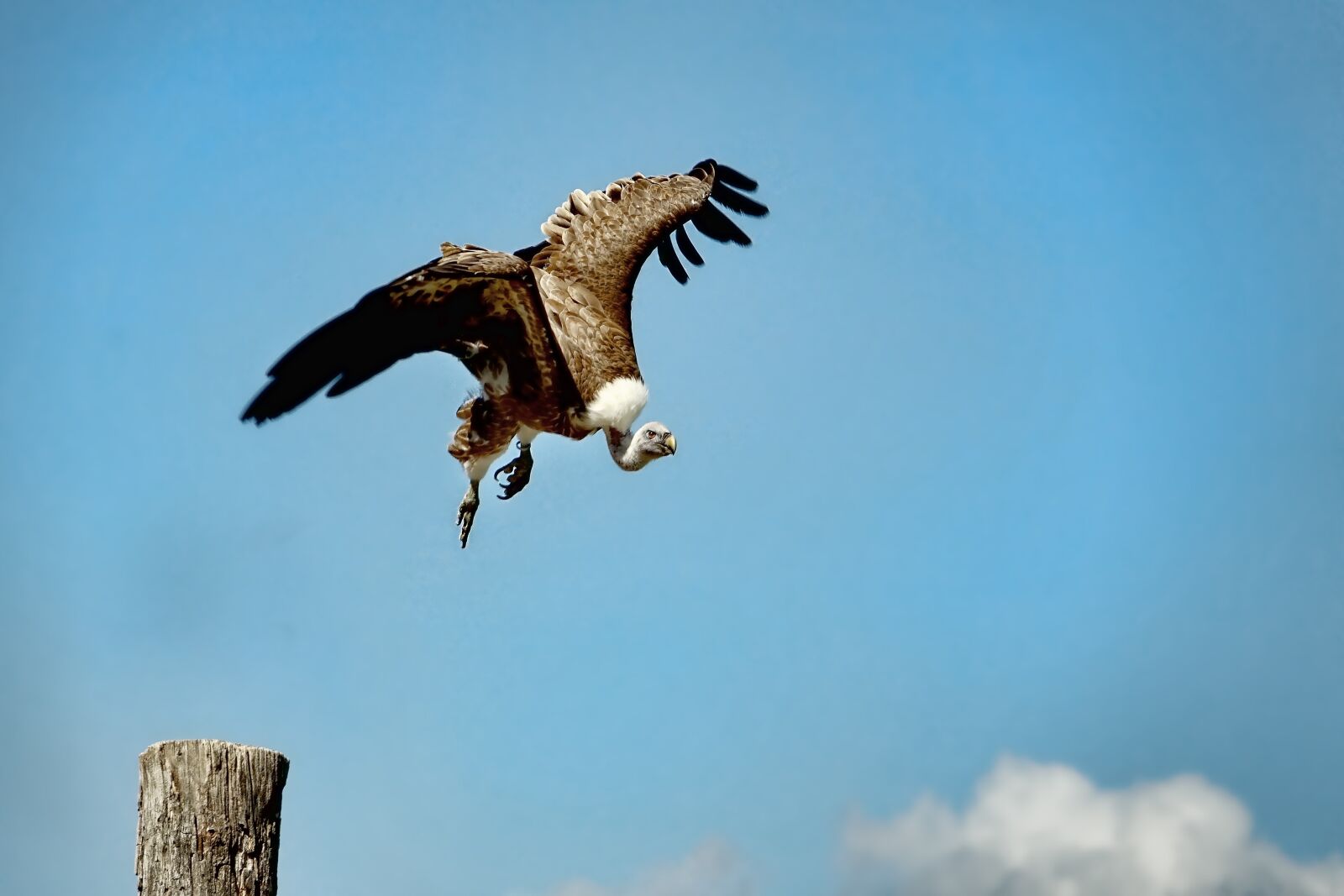 Sony Cyber-shot DSC-RX10 III sample photo. Bird, bird of prey photography