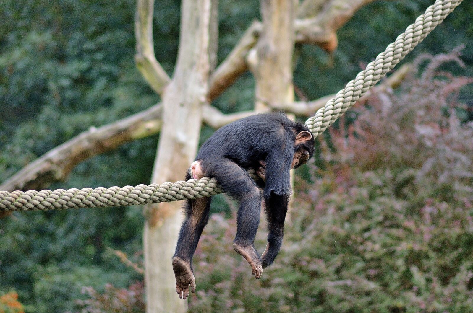 Nikon D5100 sample photo. Lazy, monkey, zoo photography