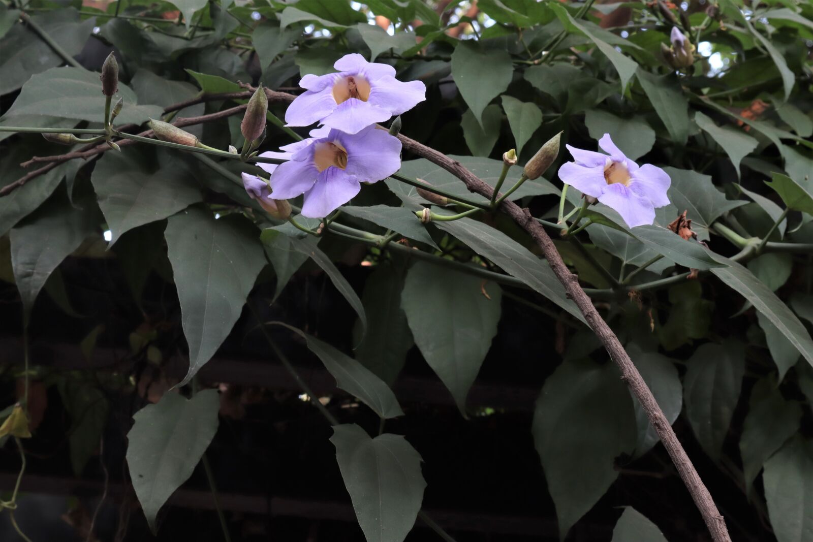 Canon EF-M 15-45mm F3.5-6.3 IS STM sample photo. Flowers, nature, summer photography