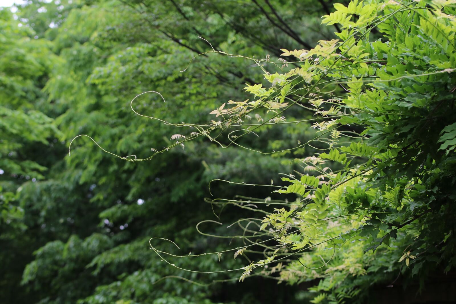Canon EOS 750D (EOS Rebel T6i / EOS Kiss X8i) sample photo. Bud, rattan, nature photography