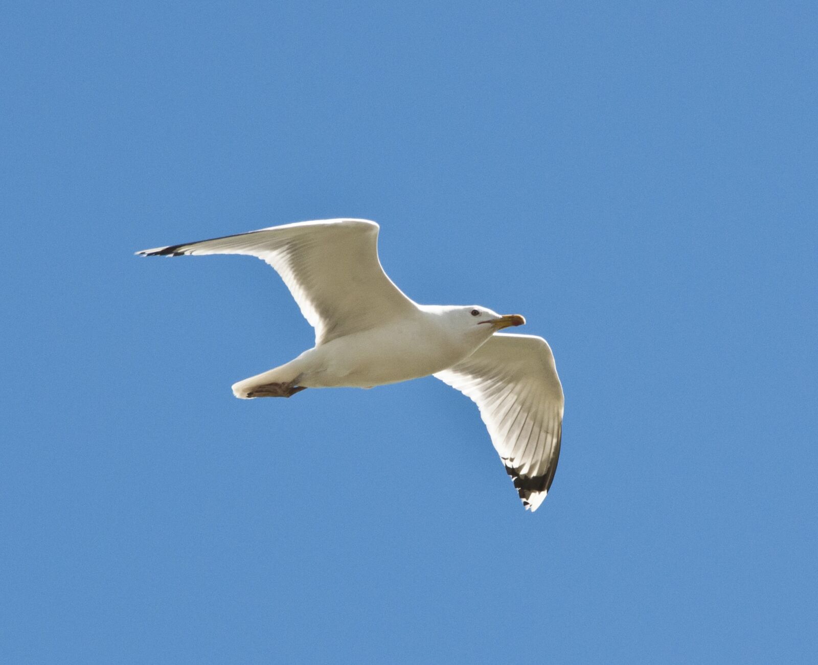 Nikon D90 sample photo. Seagull, bird, nature photography