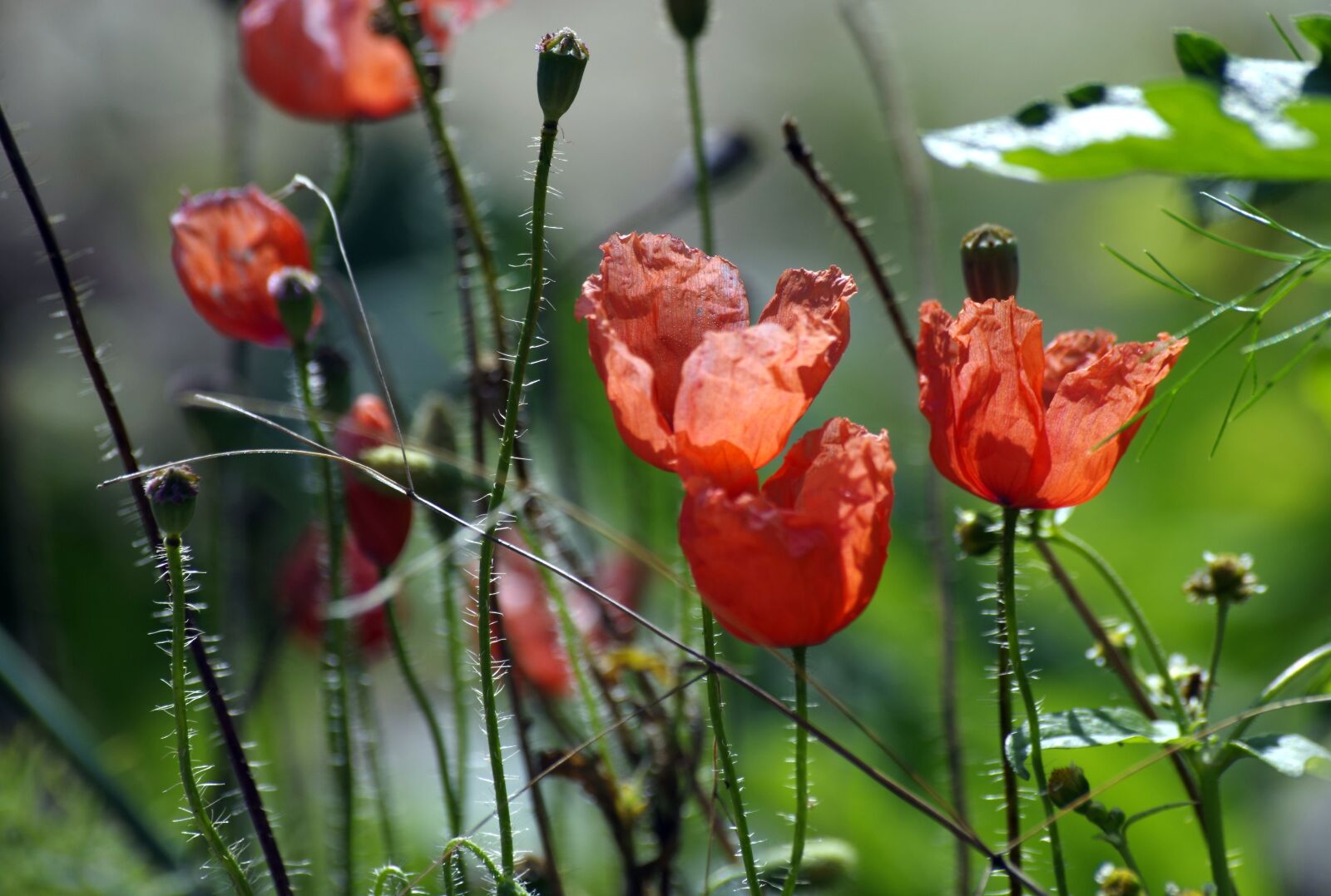 Pentax K-30 sample photo. Meadow, poppy, shining photography