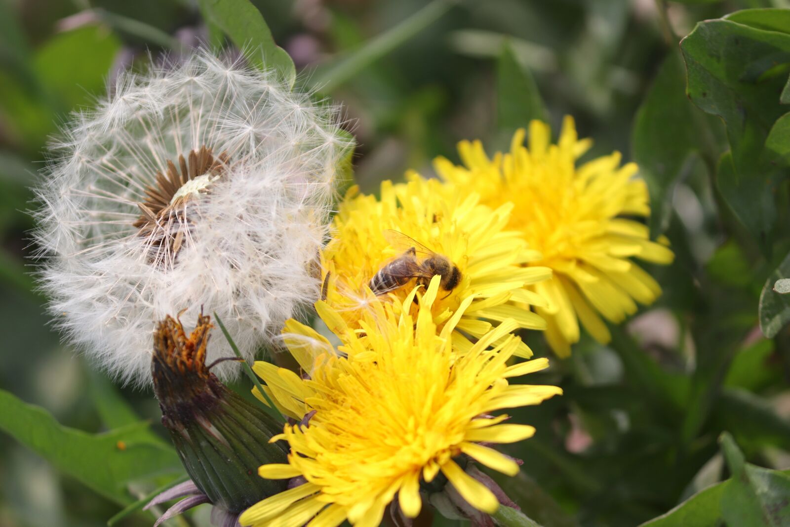 Canon EOS 200D (EOS Rebel SL2 / EOS Kiss X9) sample photo. Dandelion, blossom, bloom photography