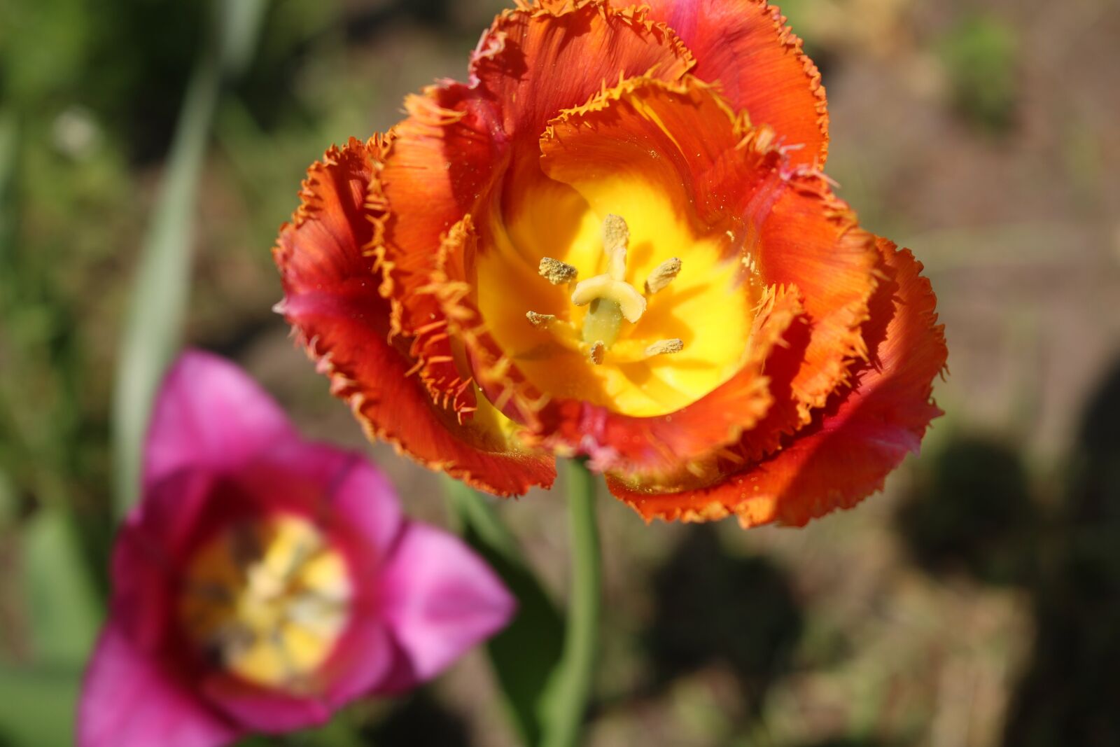 Canon EOS 750D (EOS Rebel T6i / EOS Kiss X8i) sample photo. Flower, nature, plant photography