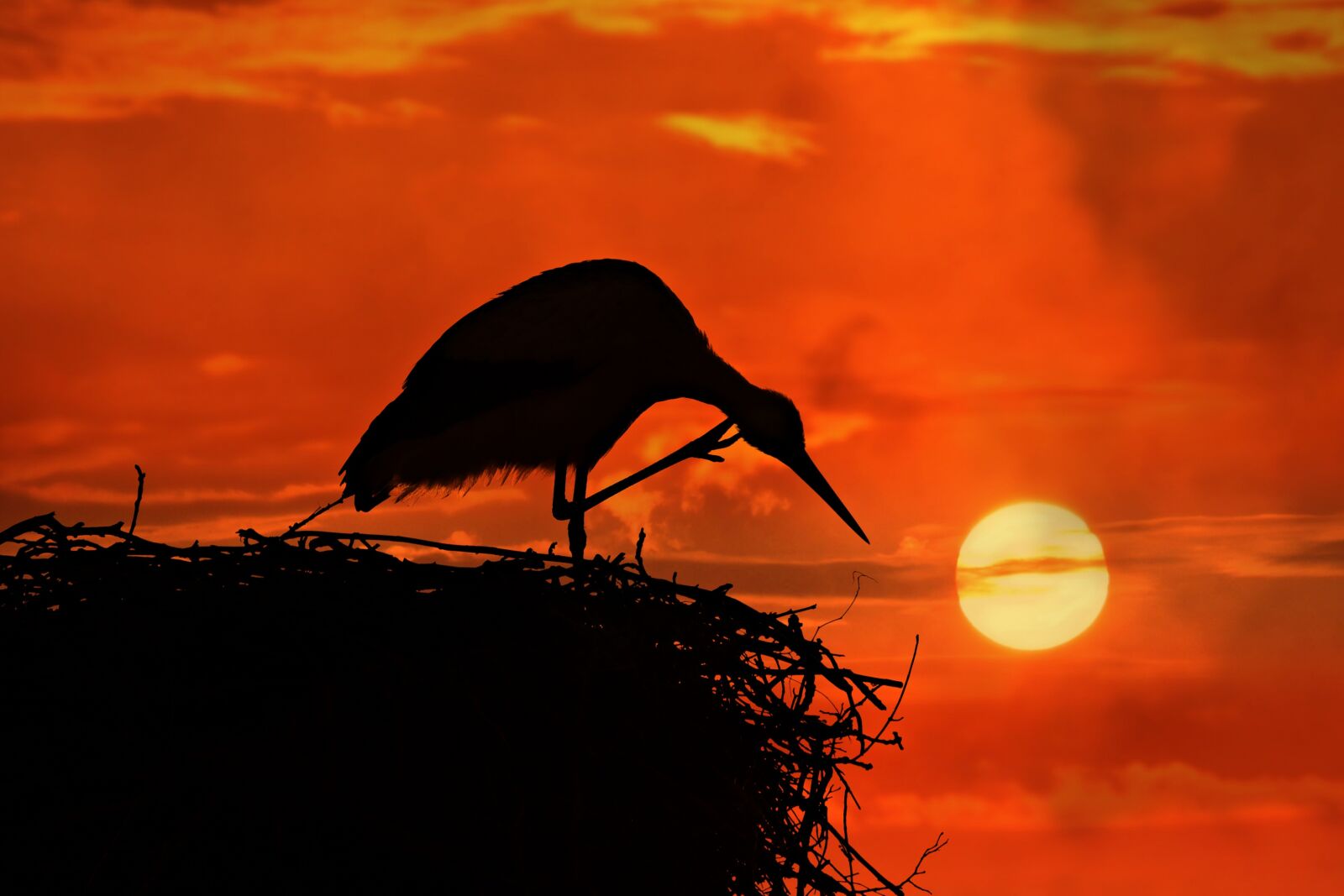 Nikon D750 sample photo. Stork, bird, animal photography