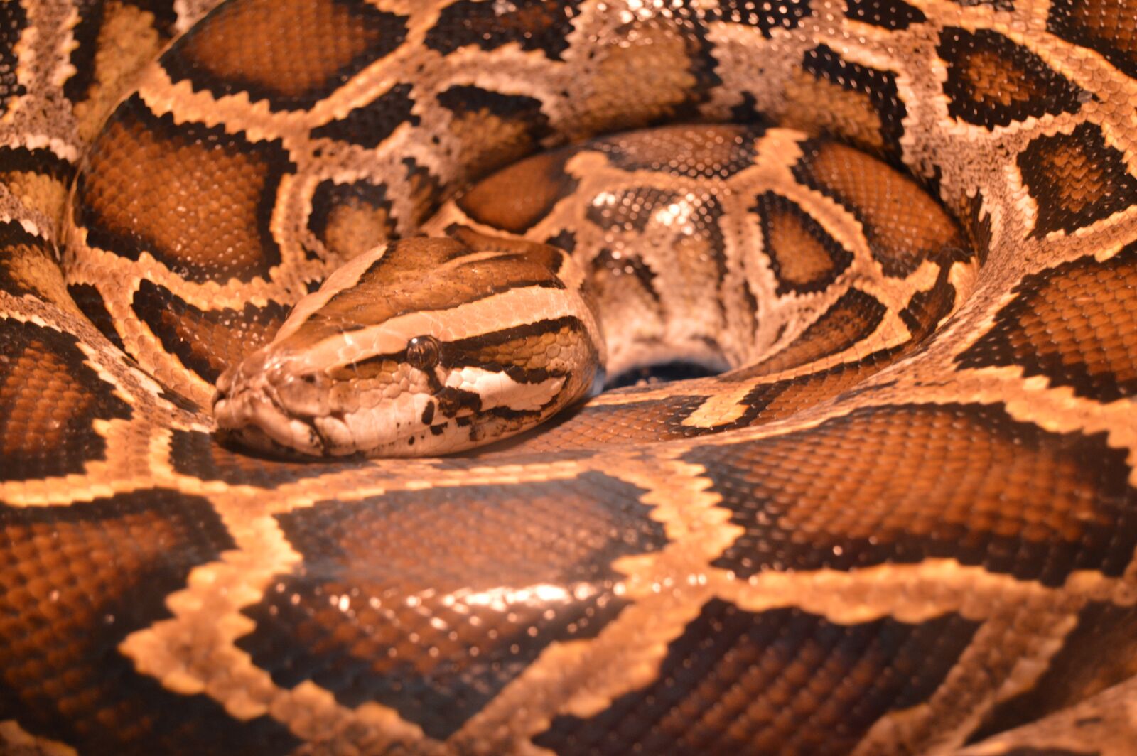 Nikon D3200 sample photo. Snake, reptile, dangerous photography