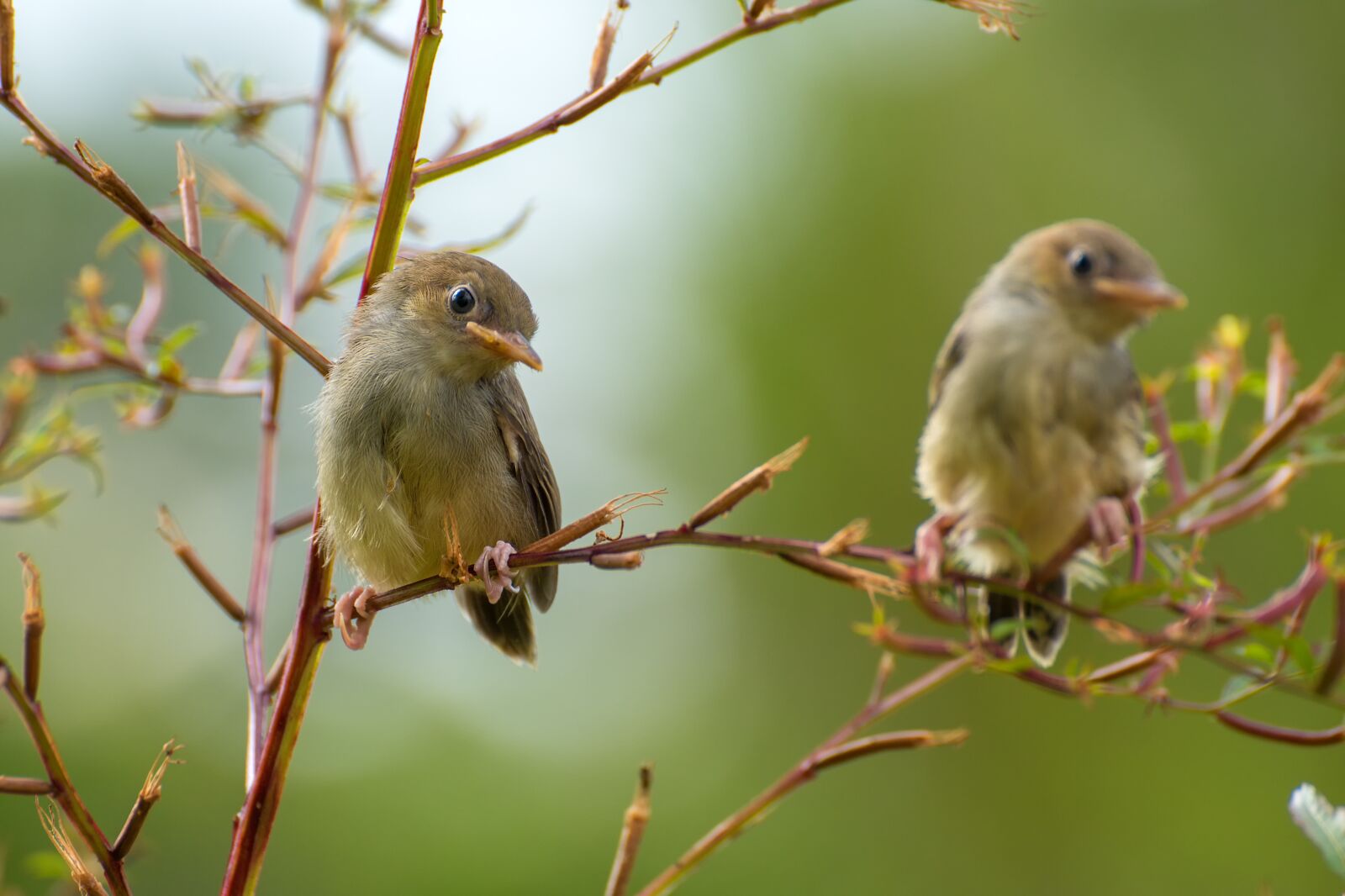 Nikon D750 sample photo. Singing, birds, sing photography