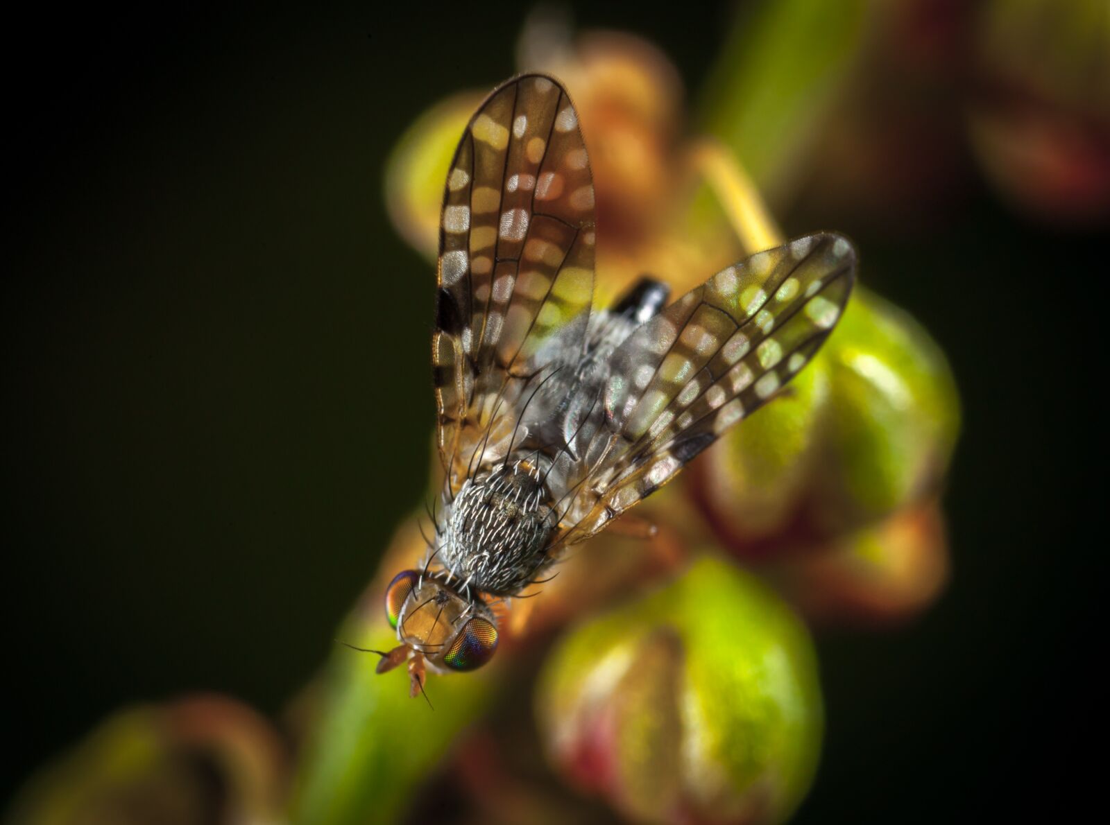 Canon EOS 5D Mark II + Canon MP-E 65mm F2.5 1-5x Macro Photo sample photo. Insect, nature, outdoors photography