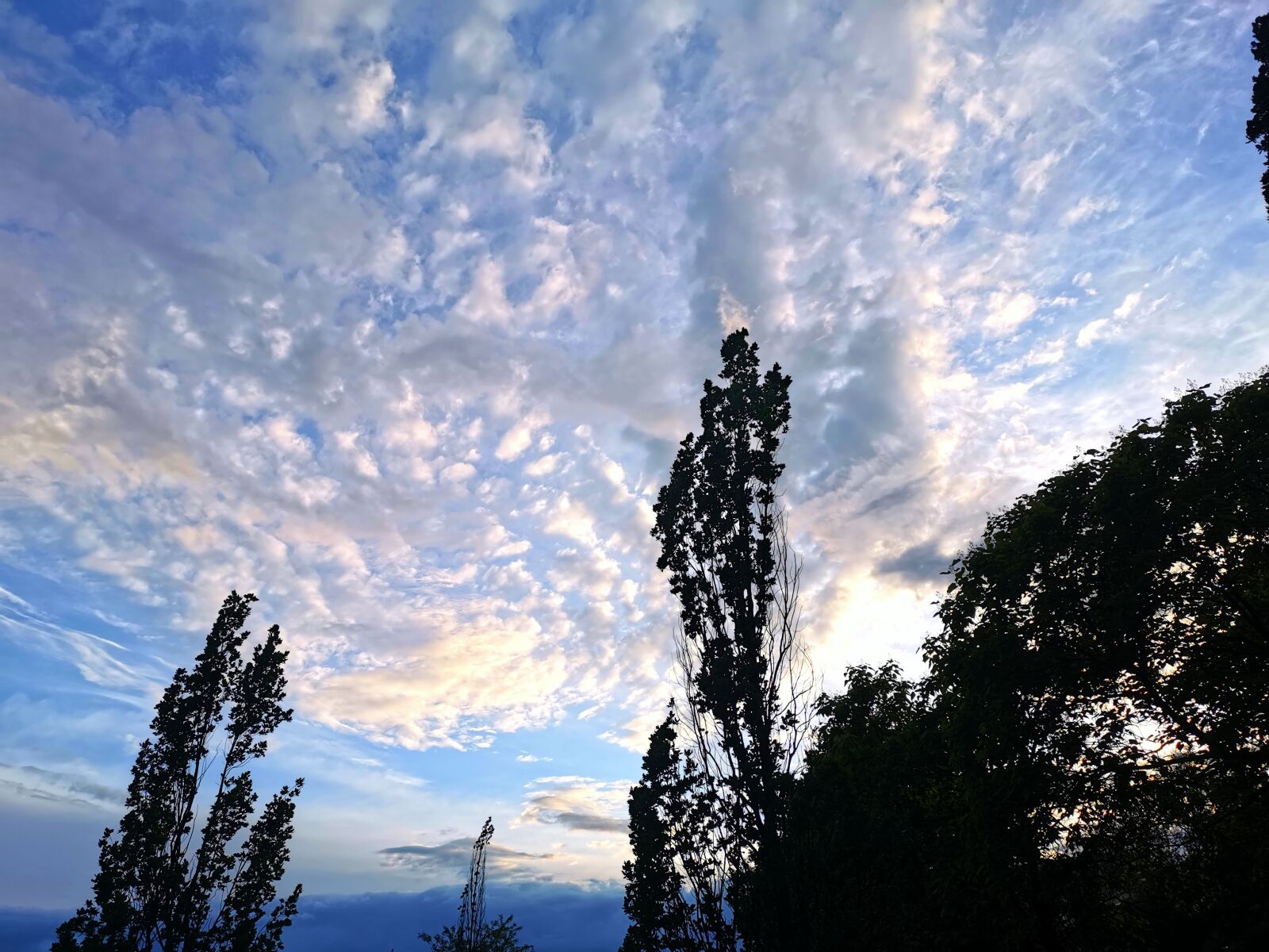 HUAWEI P30 sample photo. Sky, tree, weather photography