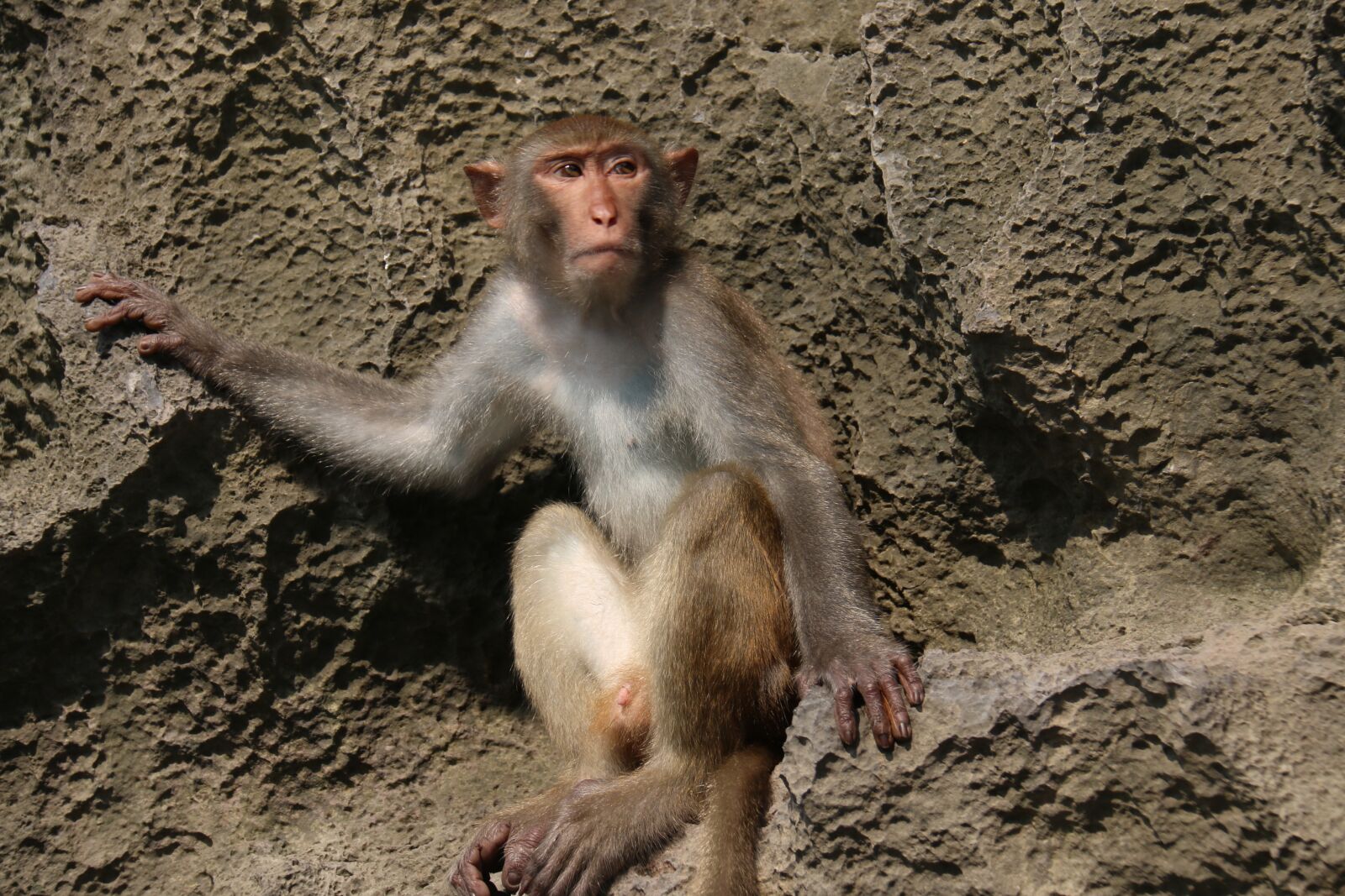 Canon EF-S 18-200mm F3.5-5.6 IS sample photo. Monkey, mountain, nature photography