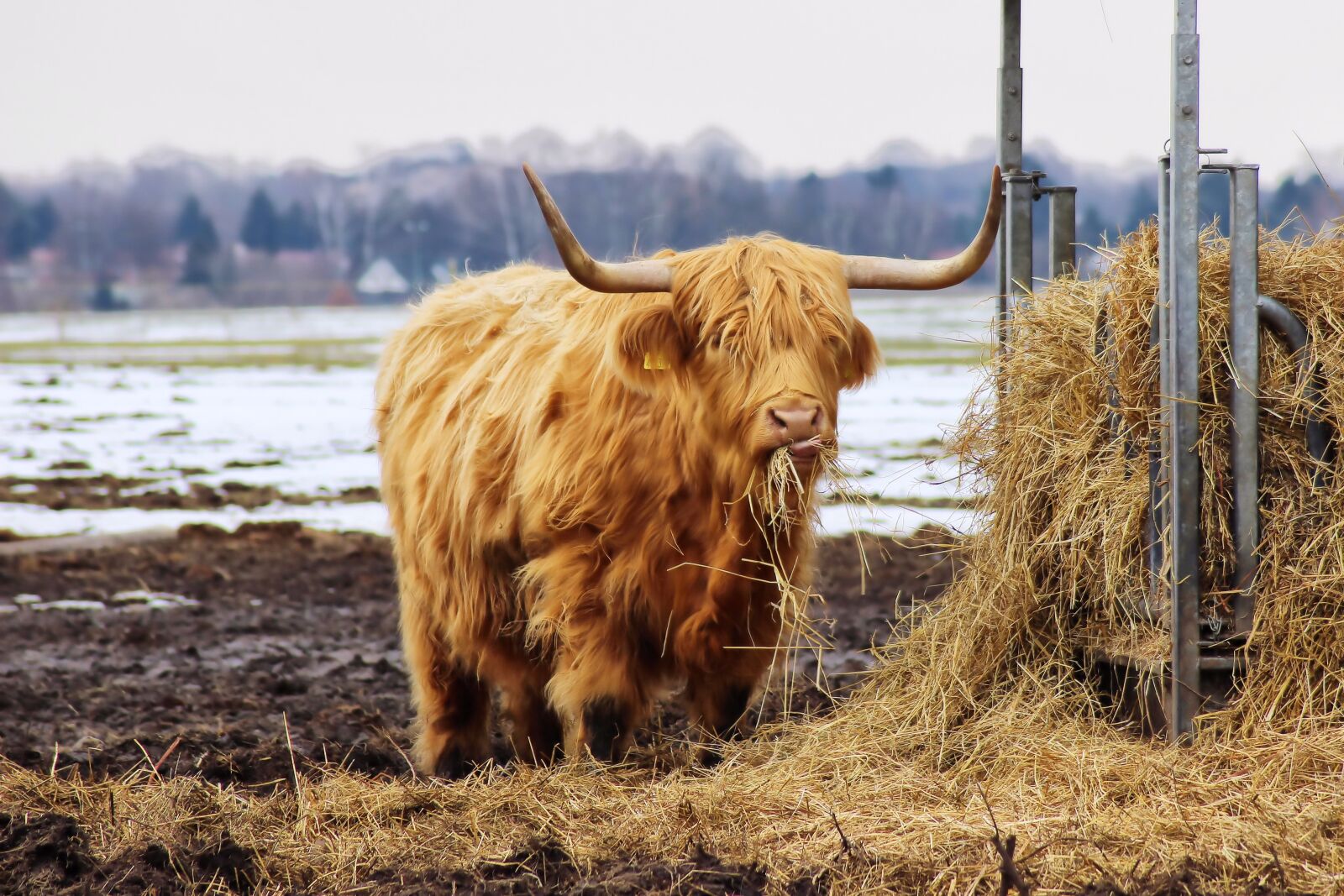 Canon EOS 600D (Rebel EOS T3i / EOS Kiss X5) sample photo. Beef, long horn, hay photography