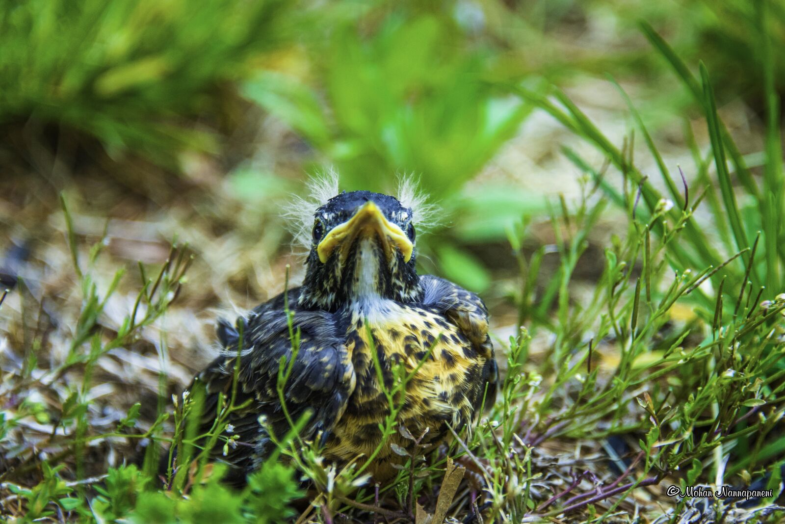 Nikon D800 sample photo. Chick, bird, cute photography