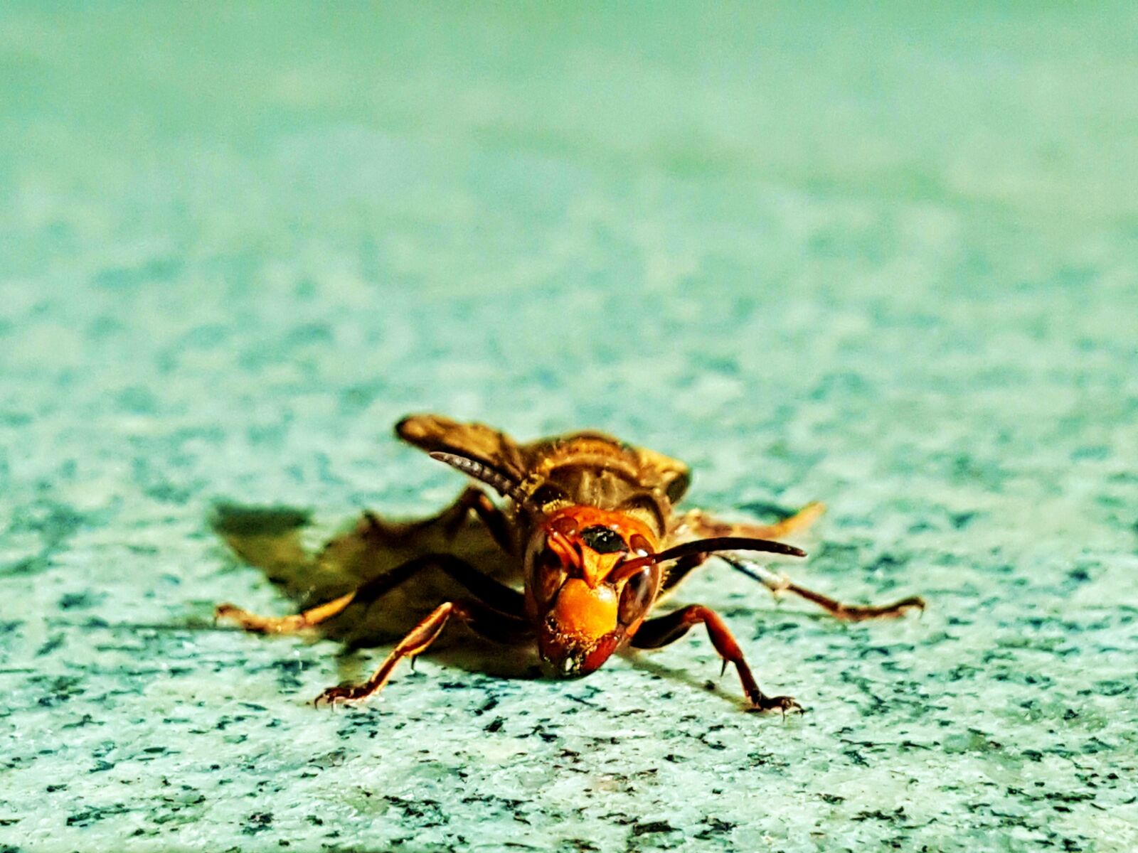 Samsung Galaxy S7 Edge sample photo. Insects, the wasp, bee photography