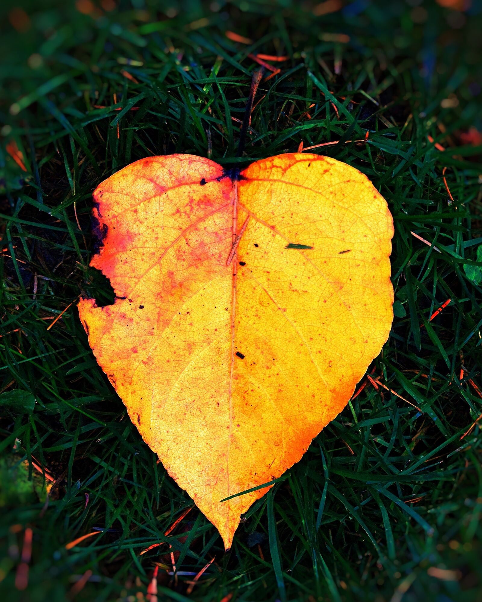 Apple iPhone 4S sample photo. Fall, leaf, autumn photography